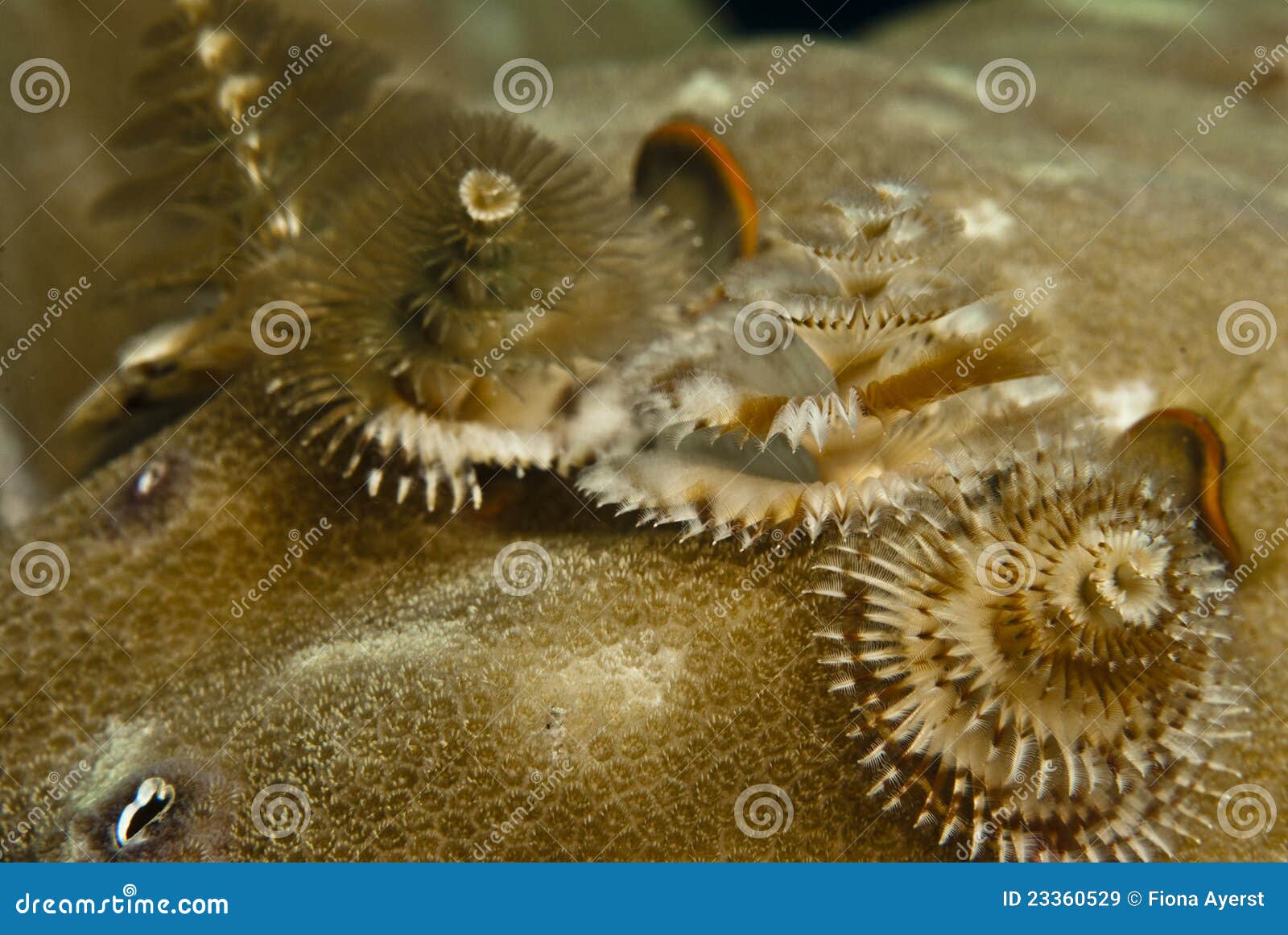 Christmas tree worm stock image. Image of moving, worm 23360529