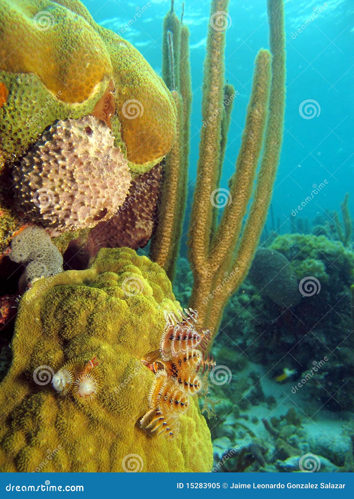 christmas tree worms