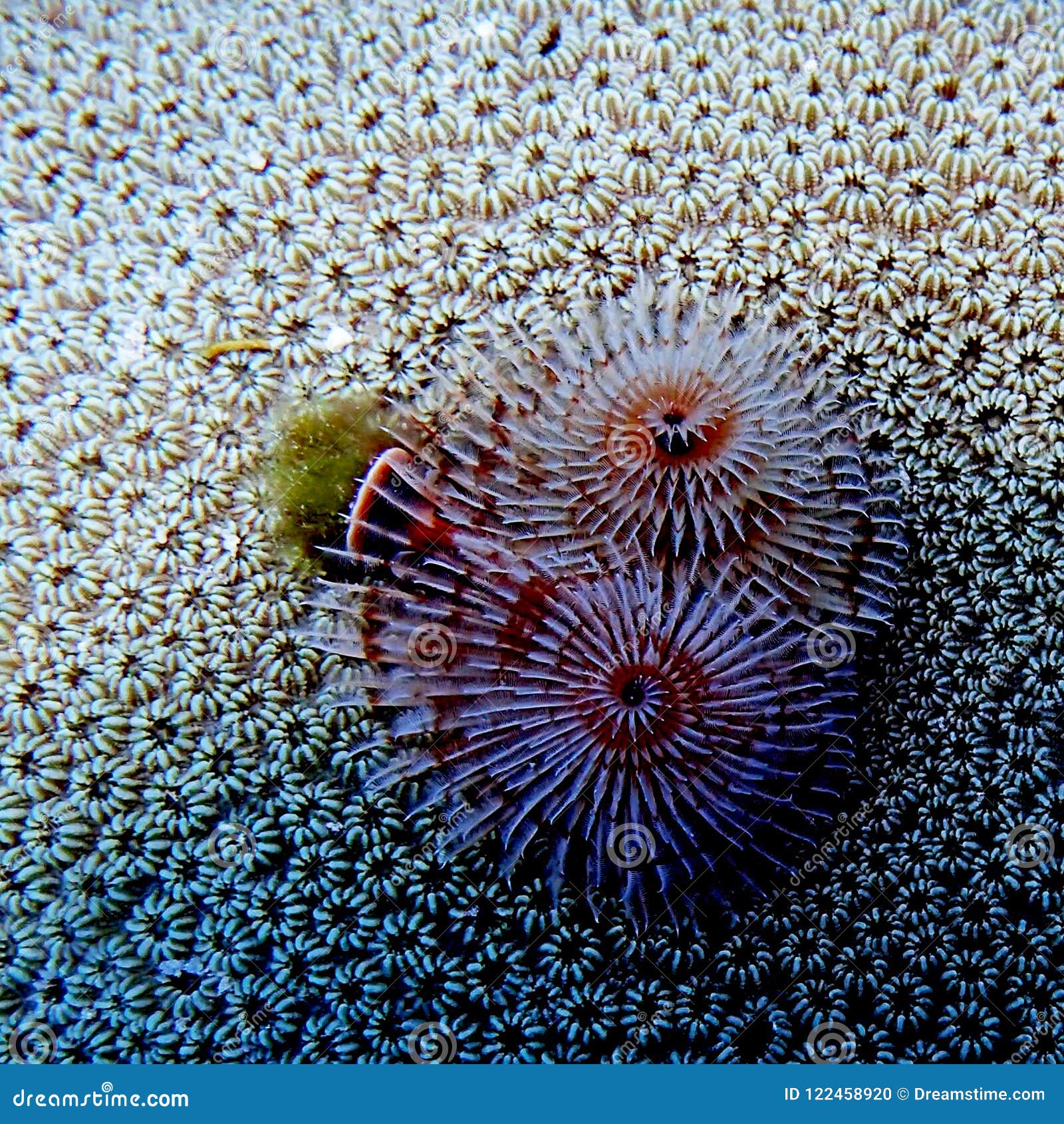 Christmas tree worms stock photo. Image of tree, filterfeeding 122458920