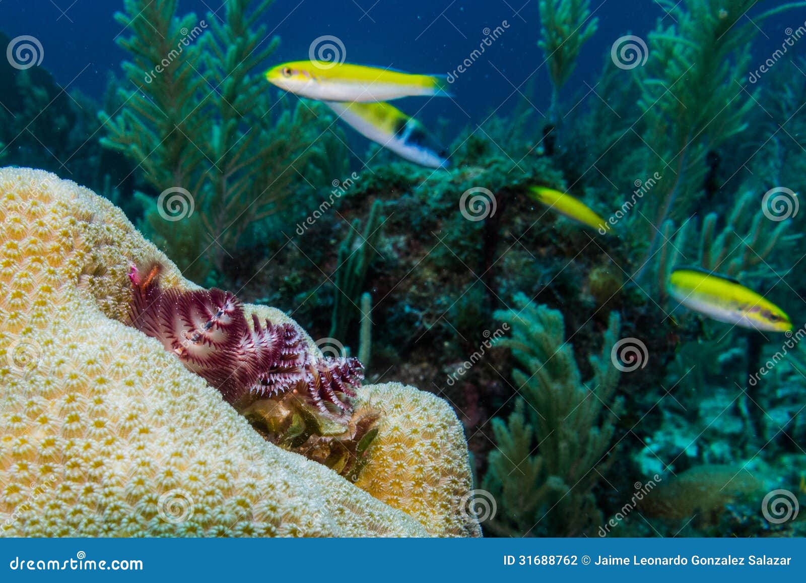 christmas tree worms