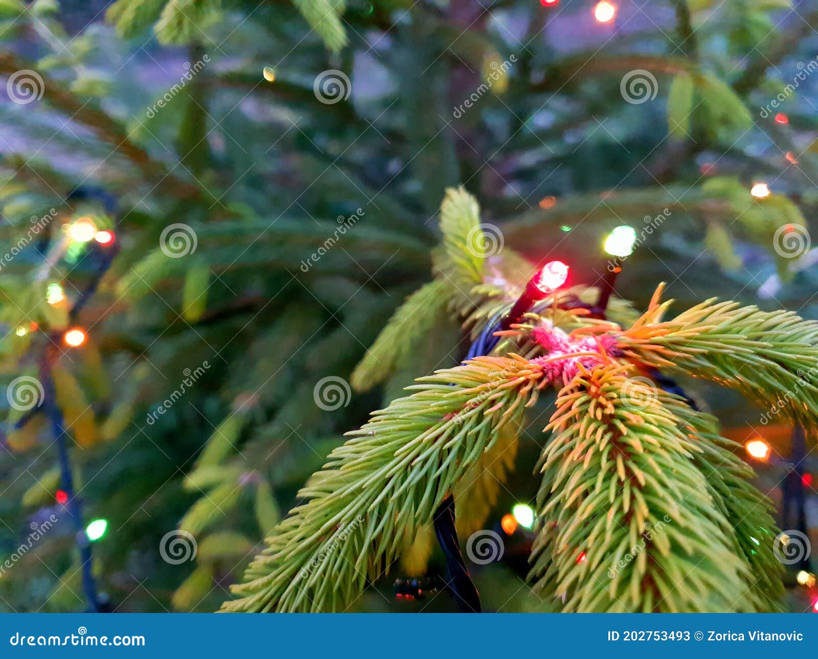 Christmas tree in yard stock image. Image of plant, produce 202753493