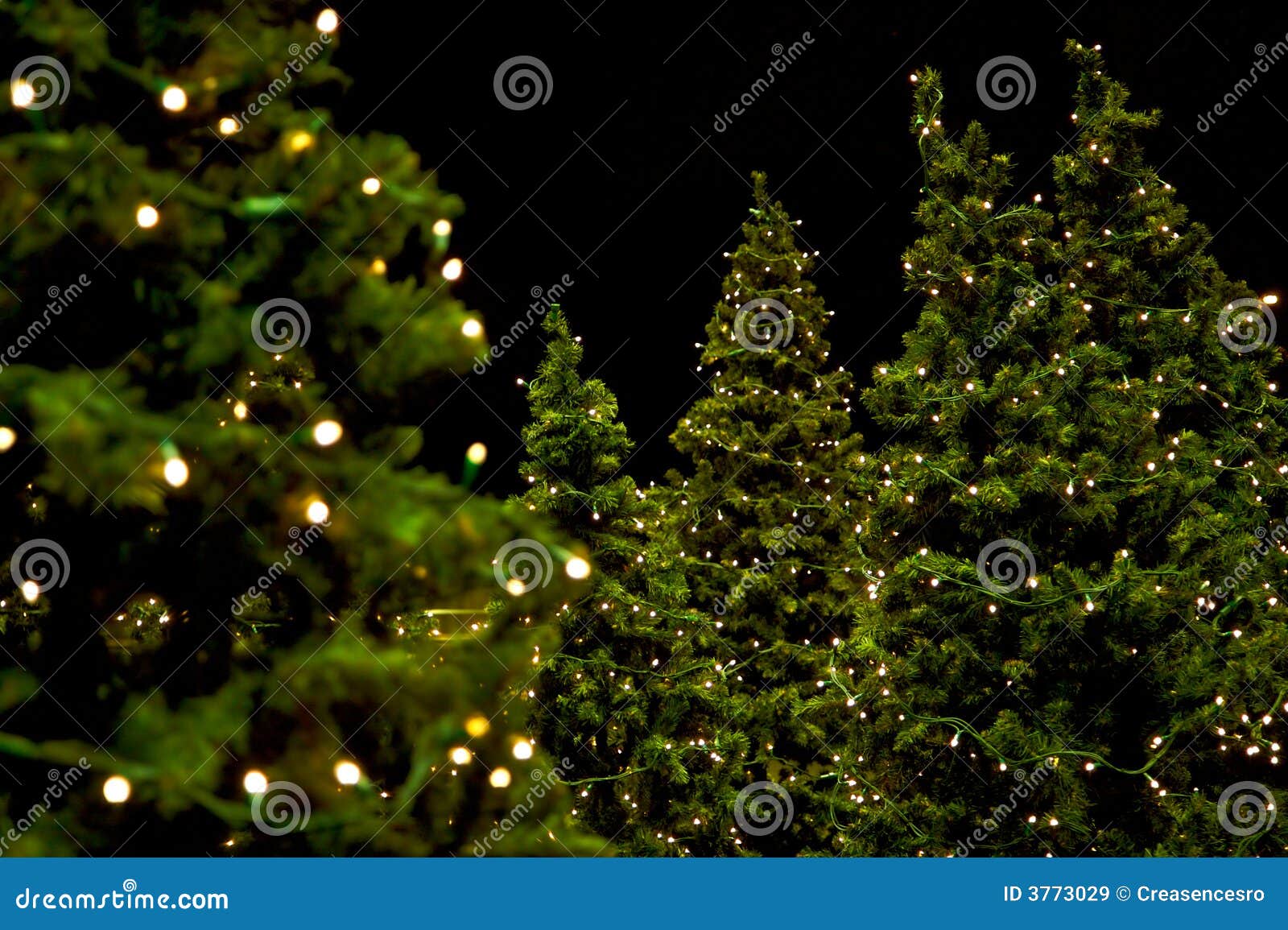 Christmas trees stock image. Image of party, pine, background - 3773029