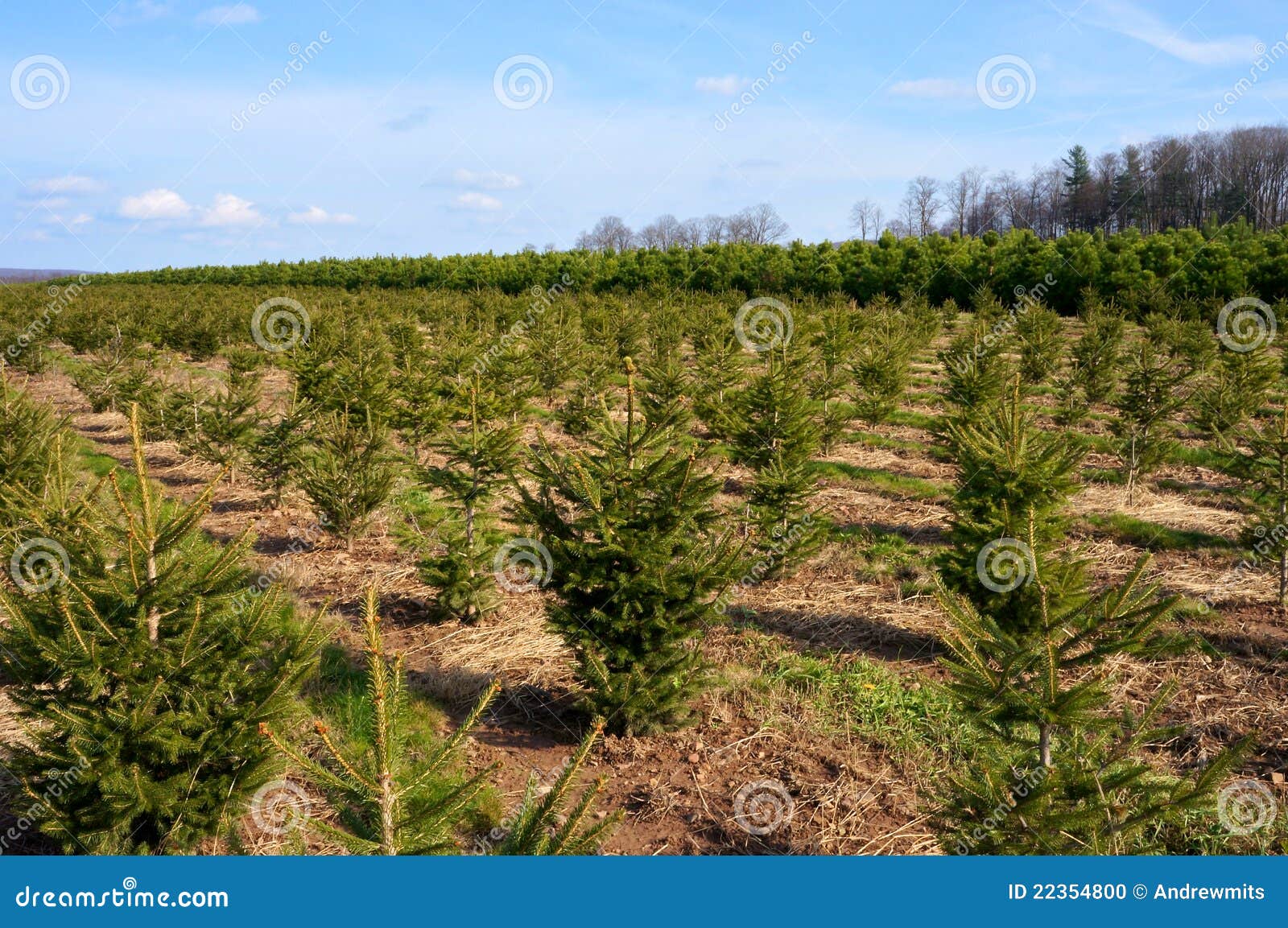 Christmas Trees Landscape 1 Stock Photo Image of flora, outdoor