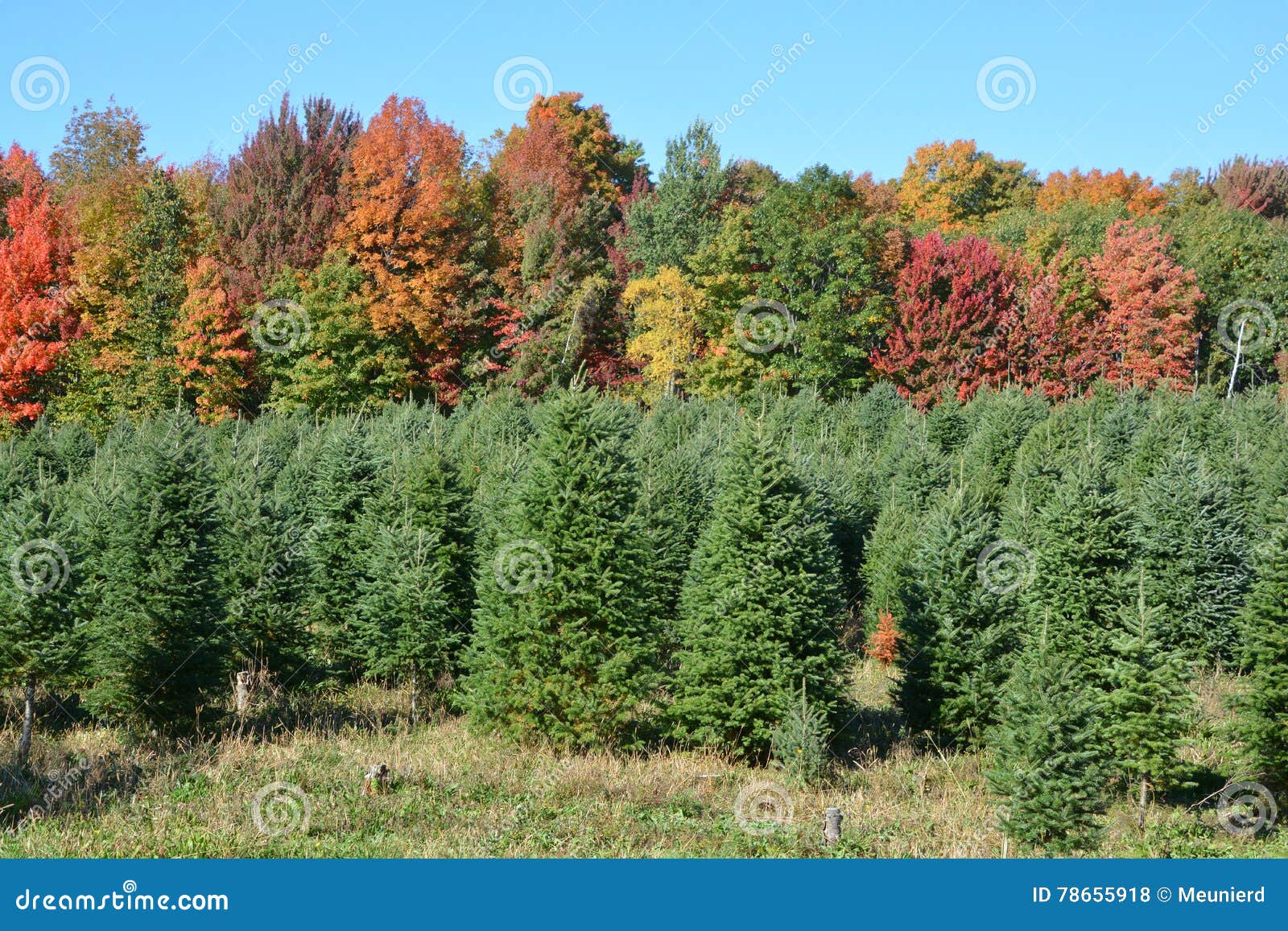 Christmas trees plantation stock photo. Image of decoration 78655918