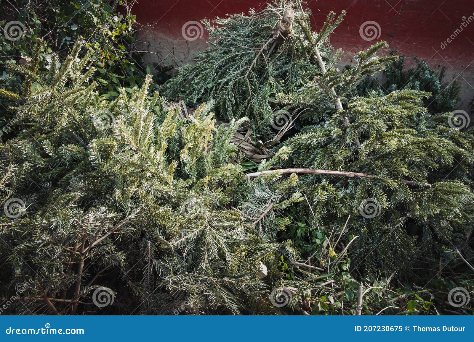 Christmas Trees at Recycling Center Stock Image Image of season
