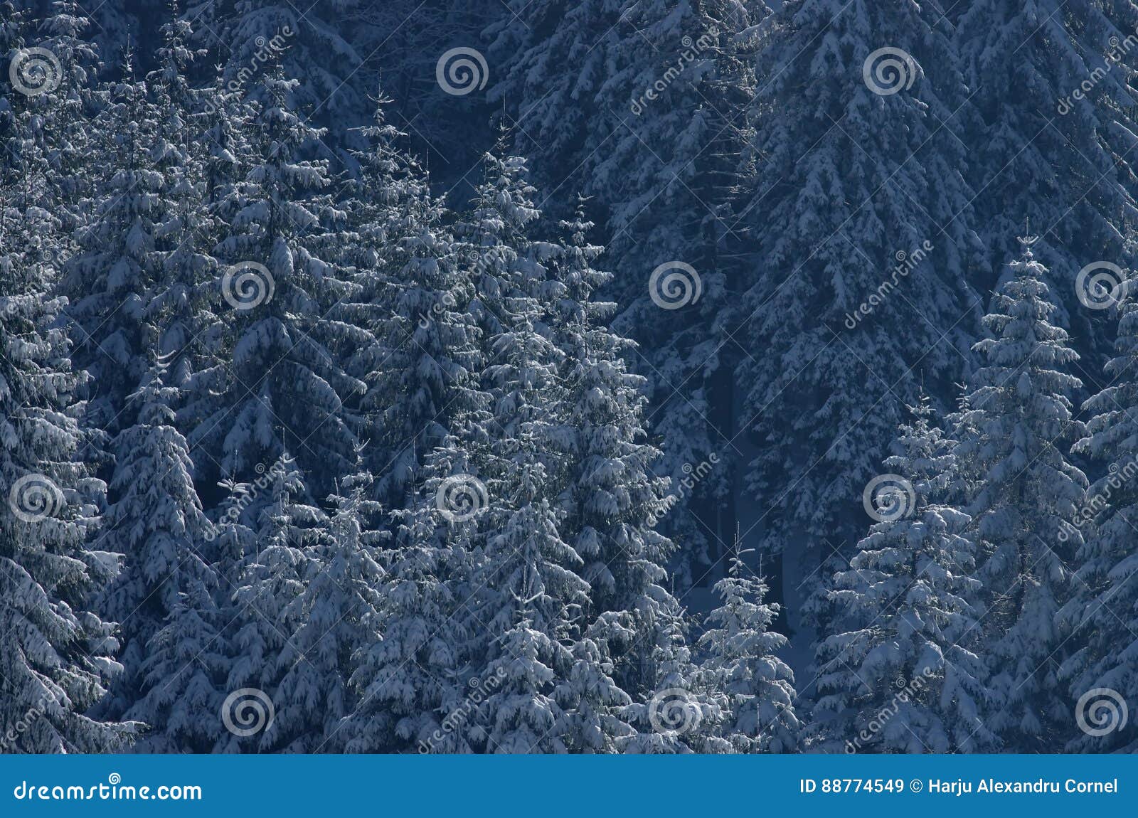 christmas trees in the snow