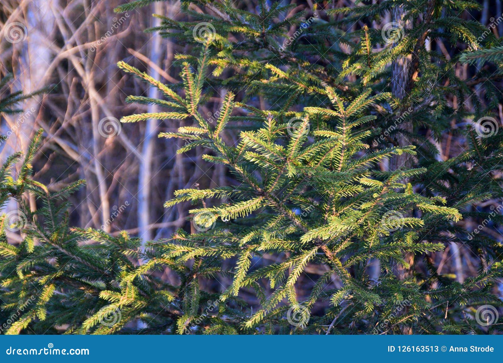 Christmas Trees On A Snowy Winter Day. Stock Image - Image of coniferous, plant: 126163513