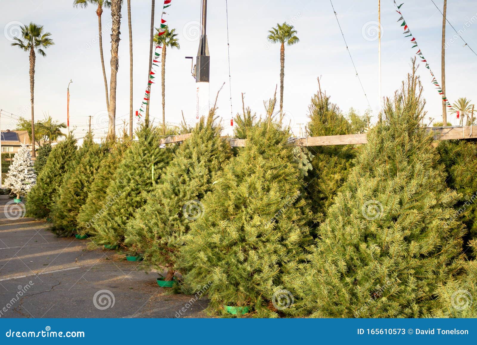 Christmas Trees on a Tree Lot Stock Image Image of branch, festive