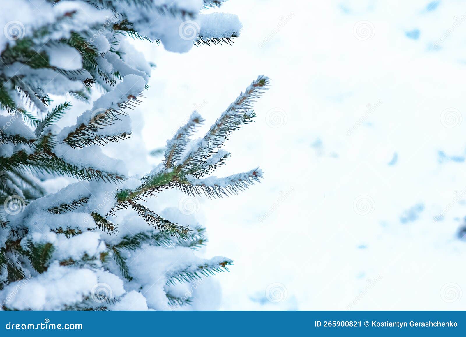 A Christmas Trees in Winter on Nature in the Park Background Stock