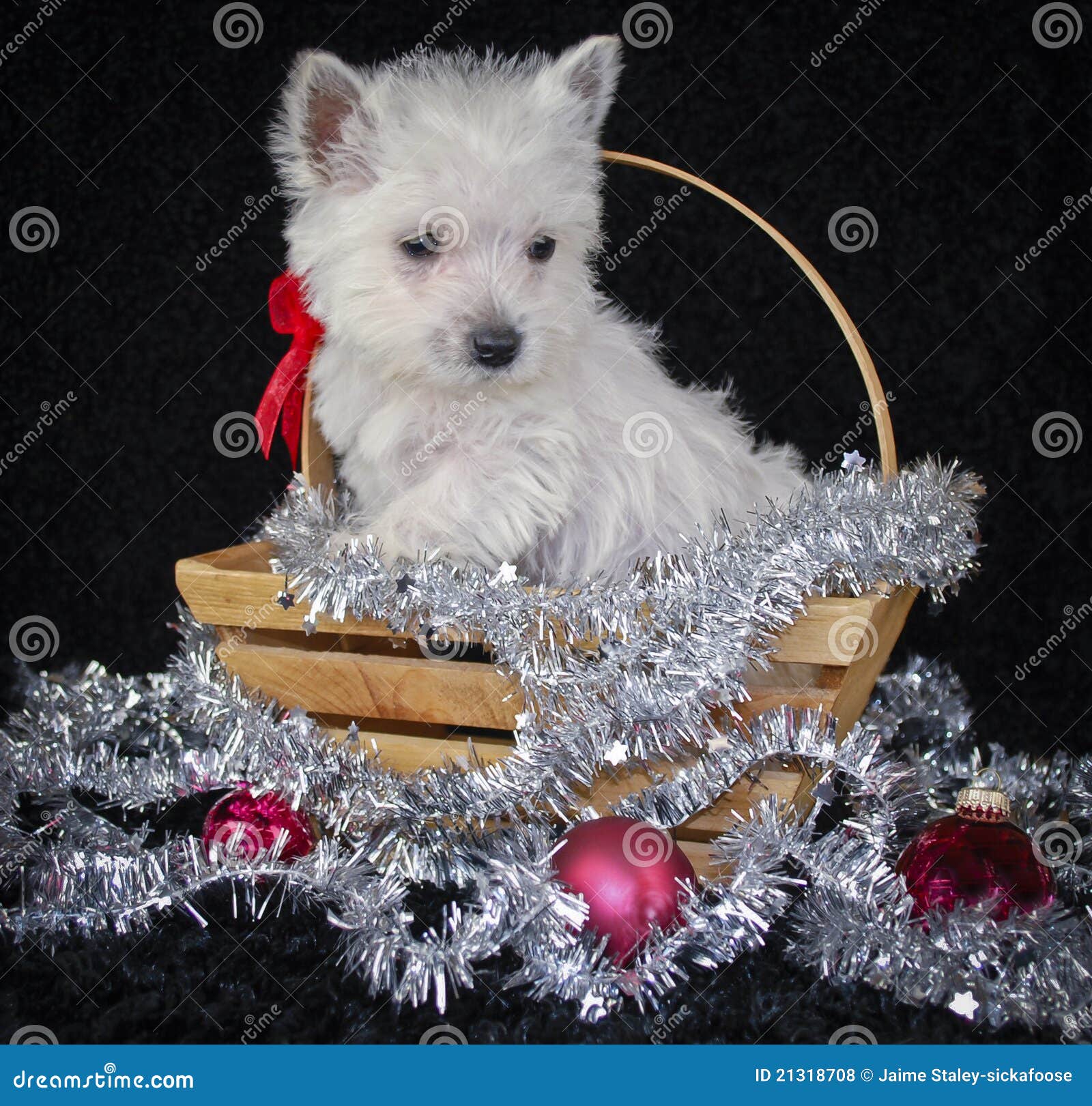 Christmas Westie Royalty Free Stock Photos - Image: 21318708