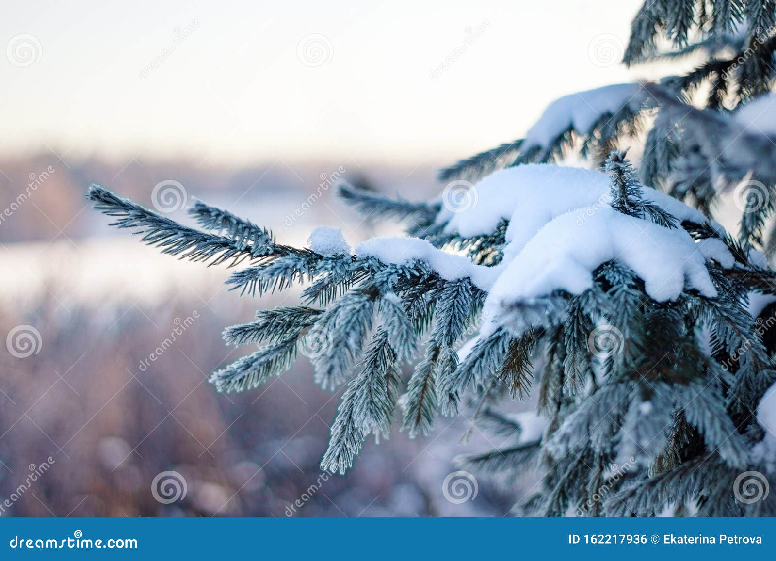 Christmas Winter Nature Background. Christmas Pine Tree Under the Snow  Wallpaper. Copy Space Stock Photo - Image of close, green: 162217936
