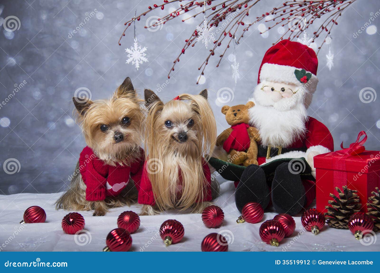  Christmas  Yorkshire  Terrier Dogs Stock Photo Image of 