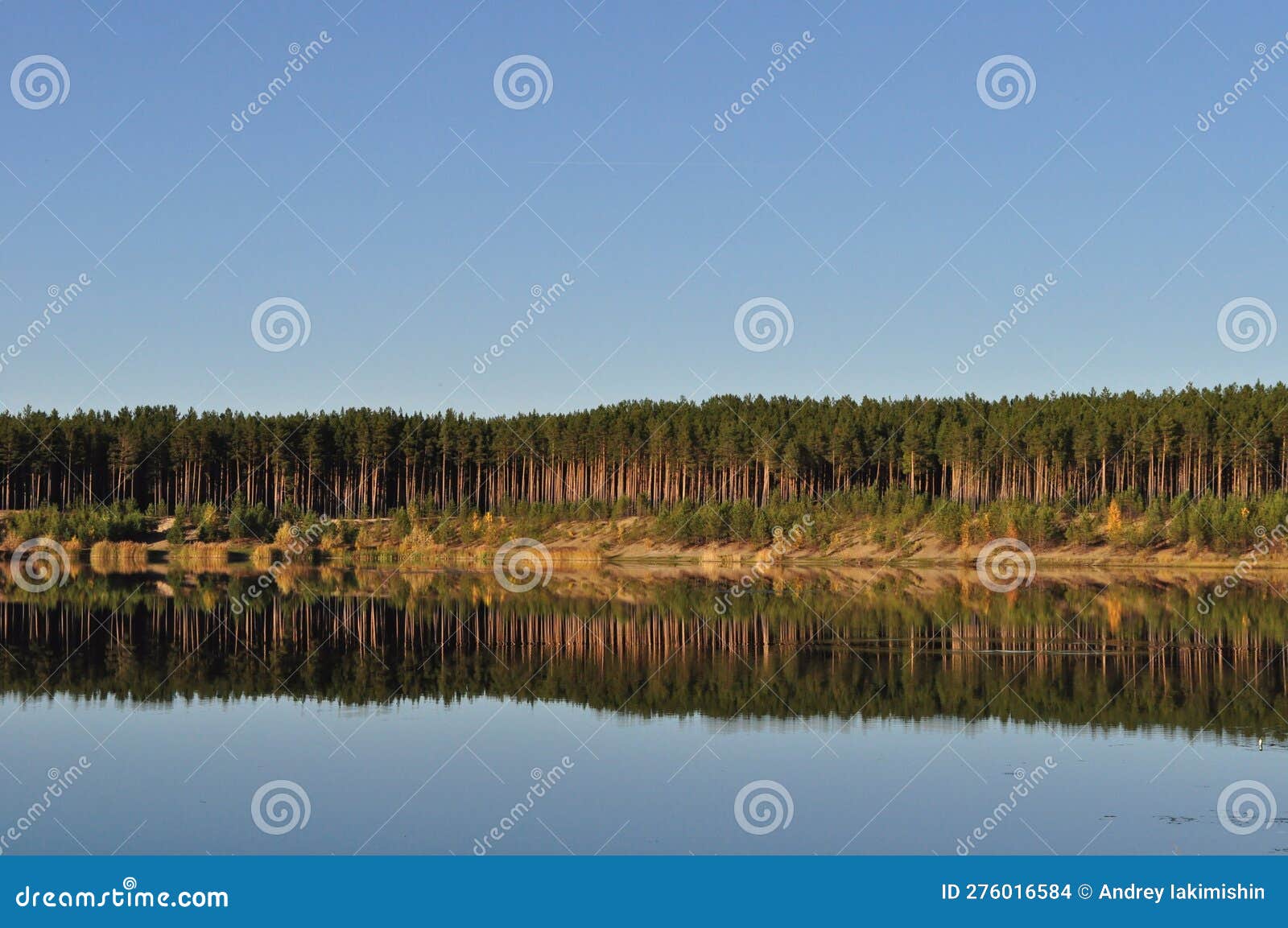 Christmass Tree Forest and Lake at the Sunset Stock Photo Image of