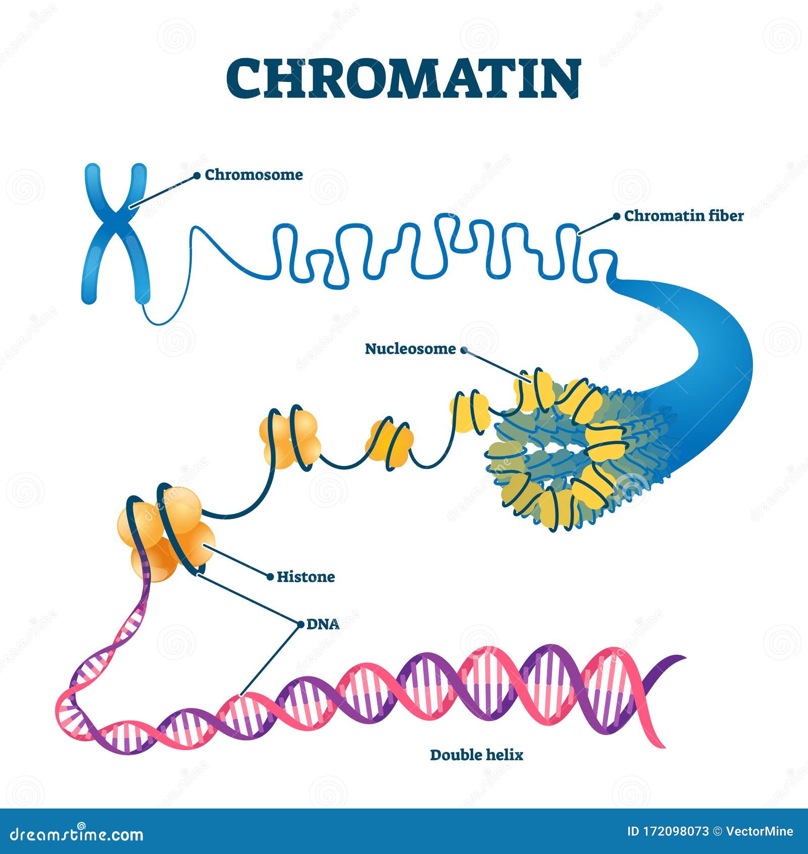 chromation biological diagram  