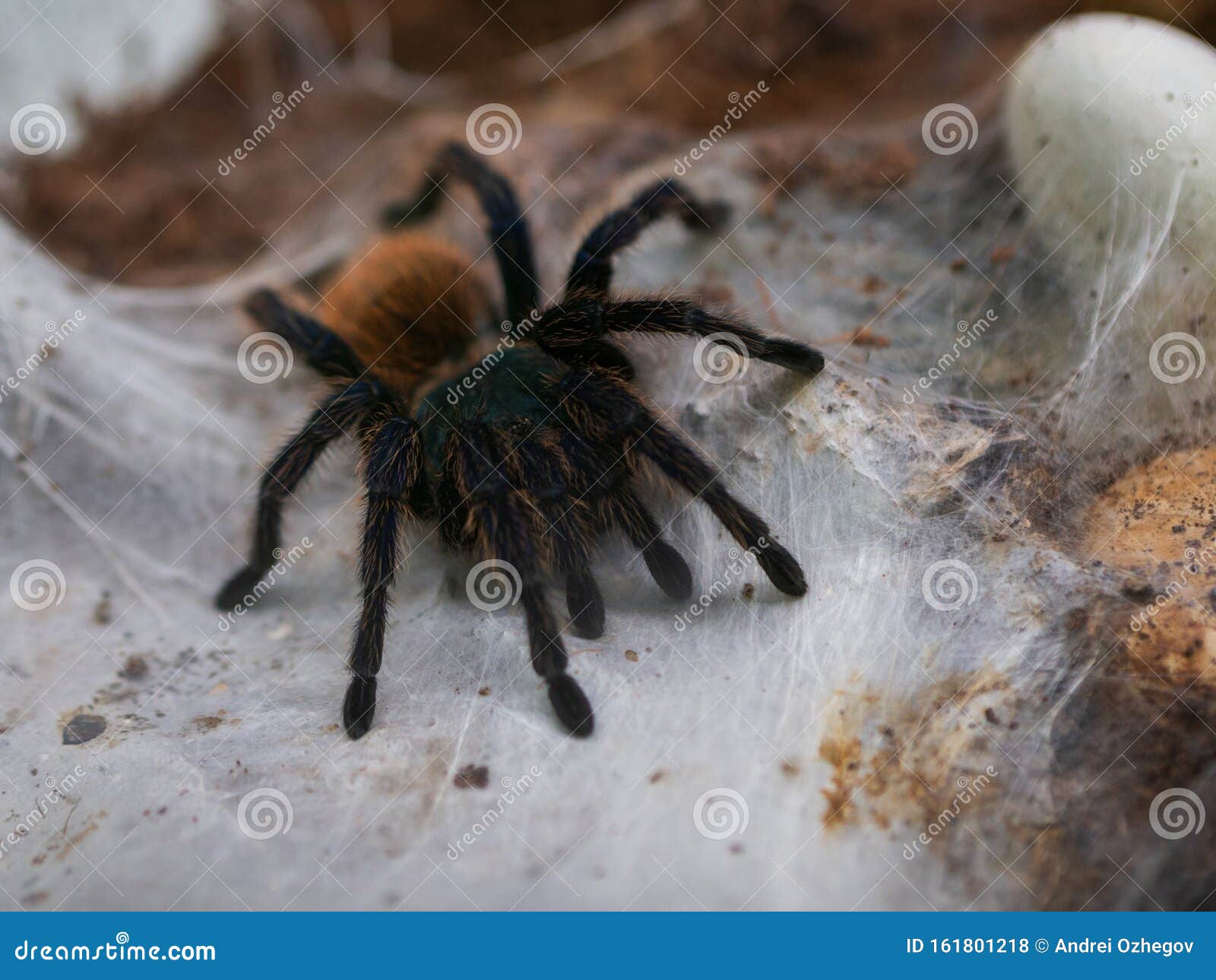 Chromatopelma Cyaneopubescens. Tarantula Spider on the Web Stock Photo ...