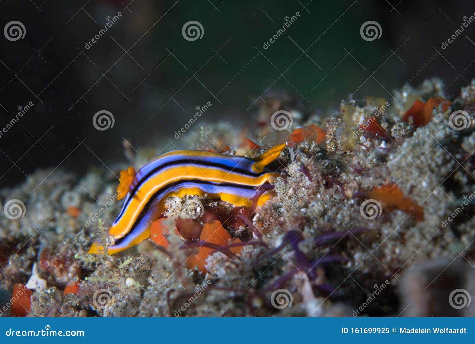Sea slug blue TikTok user