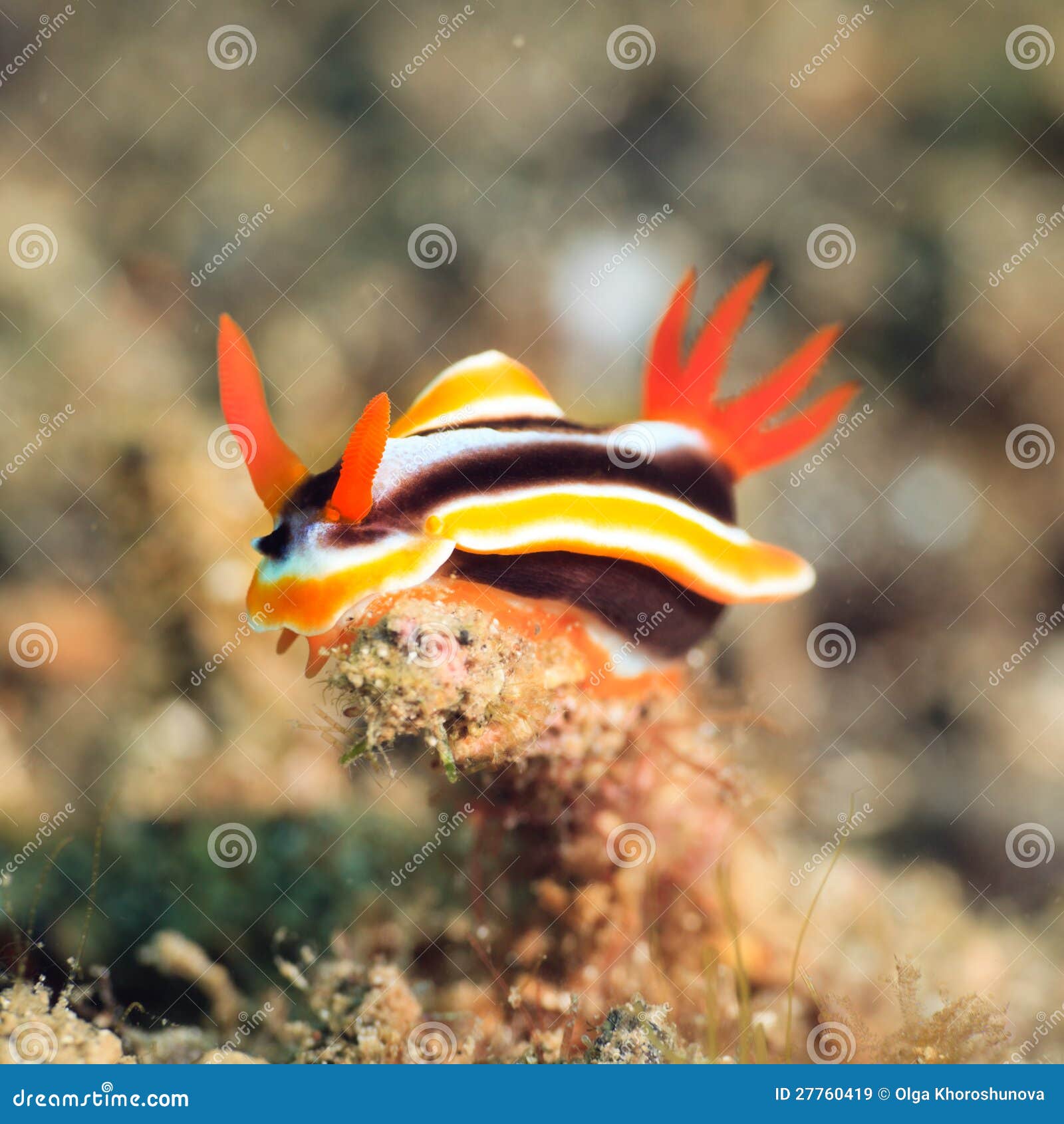 chromodoris magnifica nudibranch