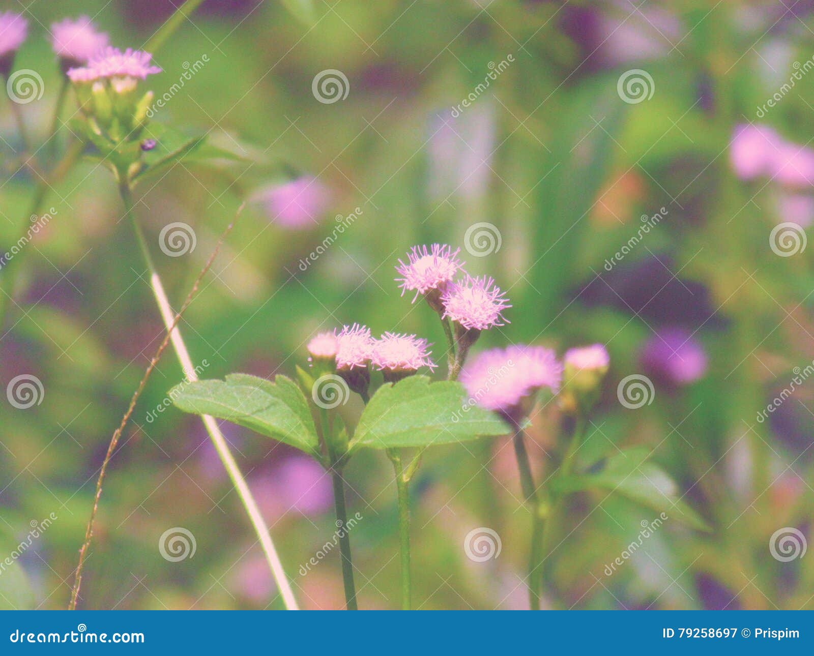 Chromolaena odorata & x28; Gemensam flossflower& x29; Örter grundar typisk i ett fält av gräs Selektivt fokusera. Chromolaena odorata & x28; Gemensam flossflower& x29; Örter grundar typisk i ett fält av gräs, slut upp lösa blommor Selektivt fokusera