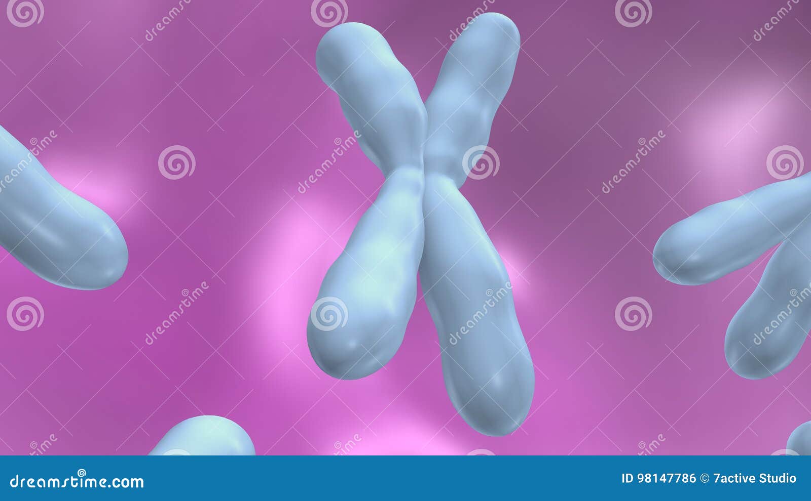 chromosomes