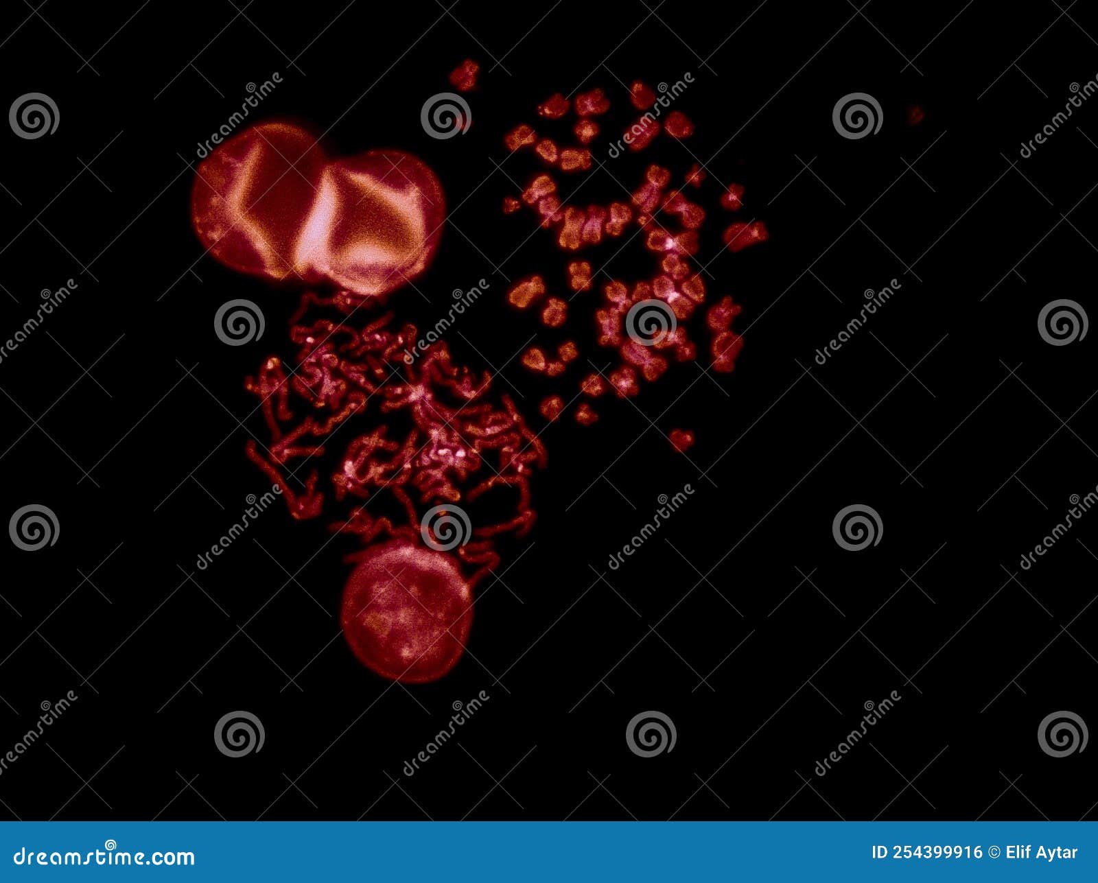 Fluorescence Microscope Image Of Human Cells Undergoing Mitosis Stock ... Biology Diagrams