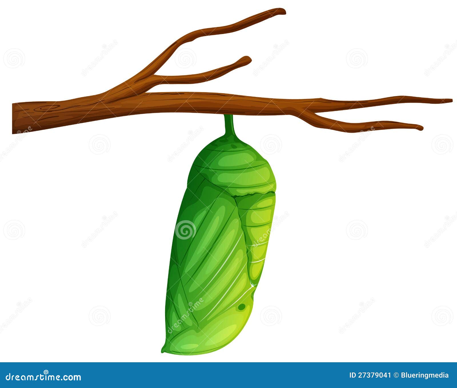 Chrysalides Plexippus De Danaus Illustration Stock Illustration du