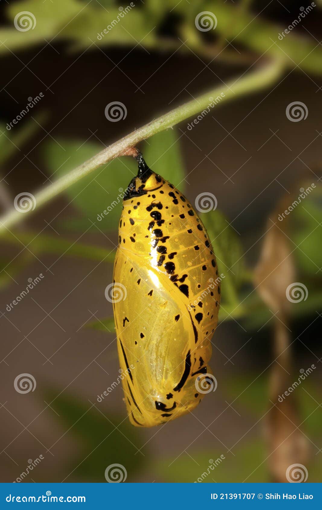 Chrysalis of butterfly stock image. Image of plant, development 21391707