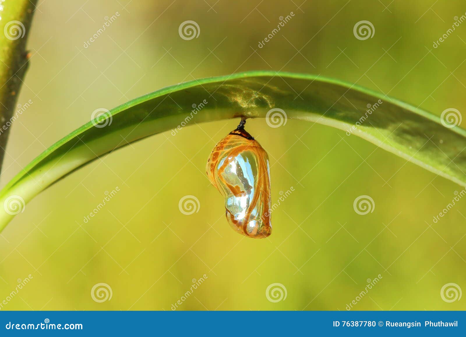Chrysalis Butterfly stock photo. Image of monarch, butterfly 76387780