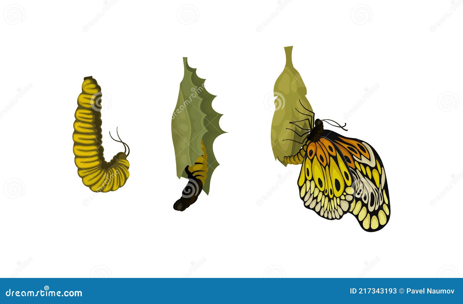 chrysalis or nympha as pupal stage of butterfly development  set