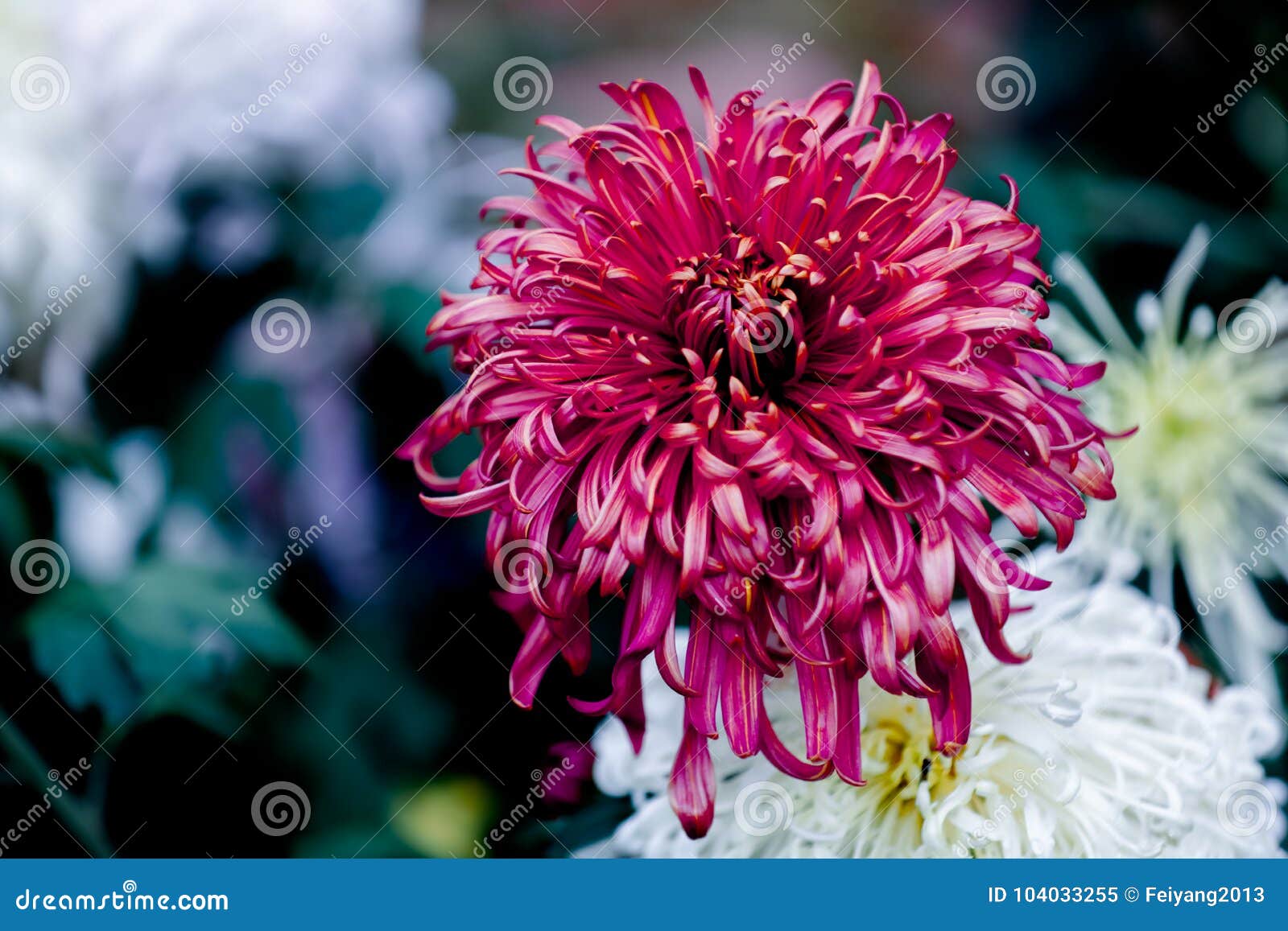 Chrysantenkleur, zijn er ook velen, witte, gouden geel, heeft, laat een persoon kijken zal vergeten naar huis te gaan De vorm van de chrysant is verschillend, sommige hoofden om, als stil het zeggen, één of ander holdingshoofd te ontmoeten, als het luisteren aan het lof van mensen, trots van het hoofd, één of ander laag hoofd, als het spreken met het gras, en de zon die, hoe als het golven aan de zon onder ogen zien