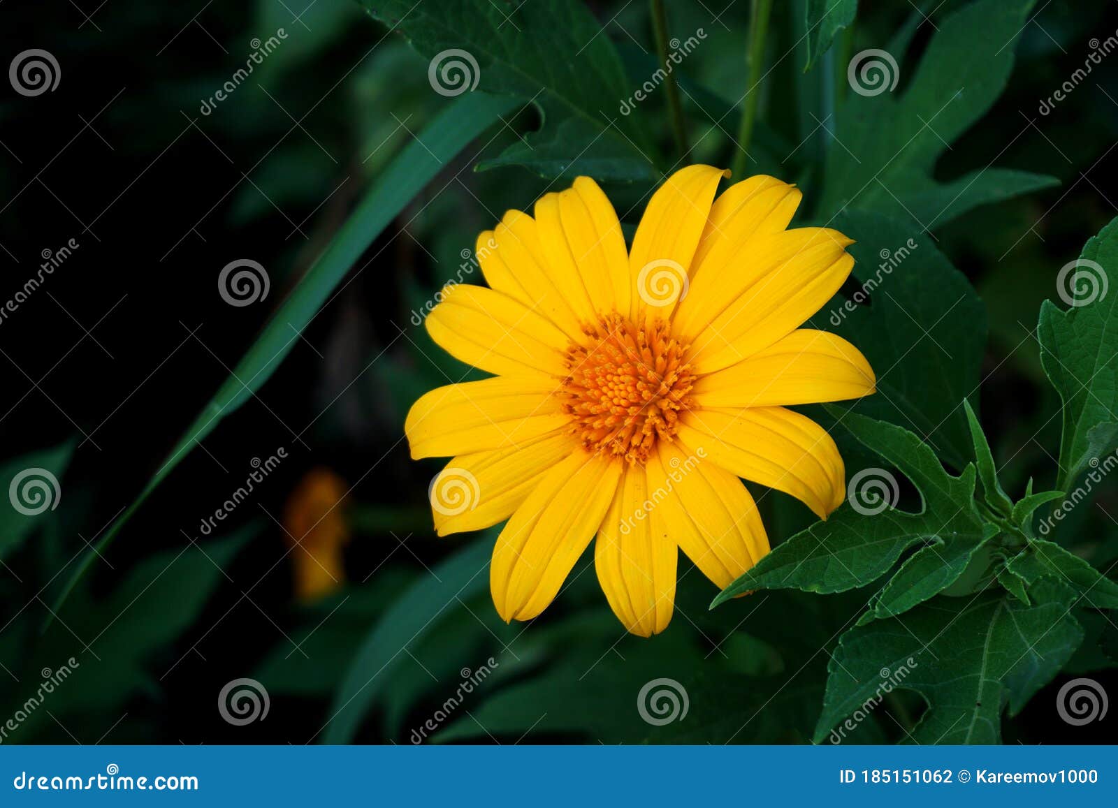 chrysantemum flower in the garden