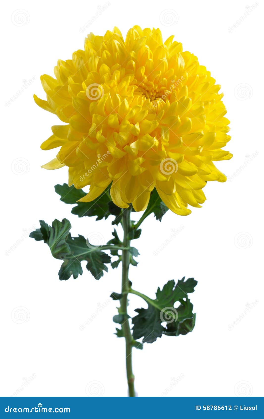 Chrysanthème jaune photo stock. Image du printemps, cadeau - 58786612
