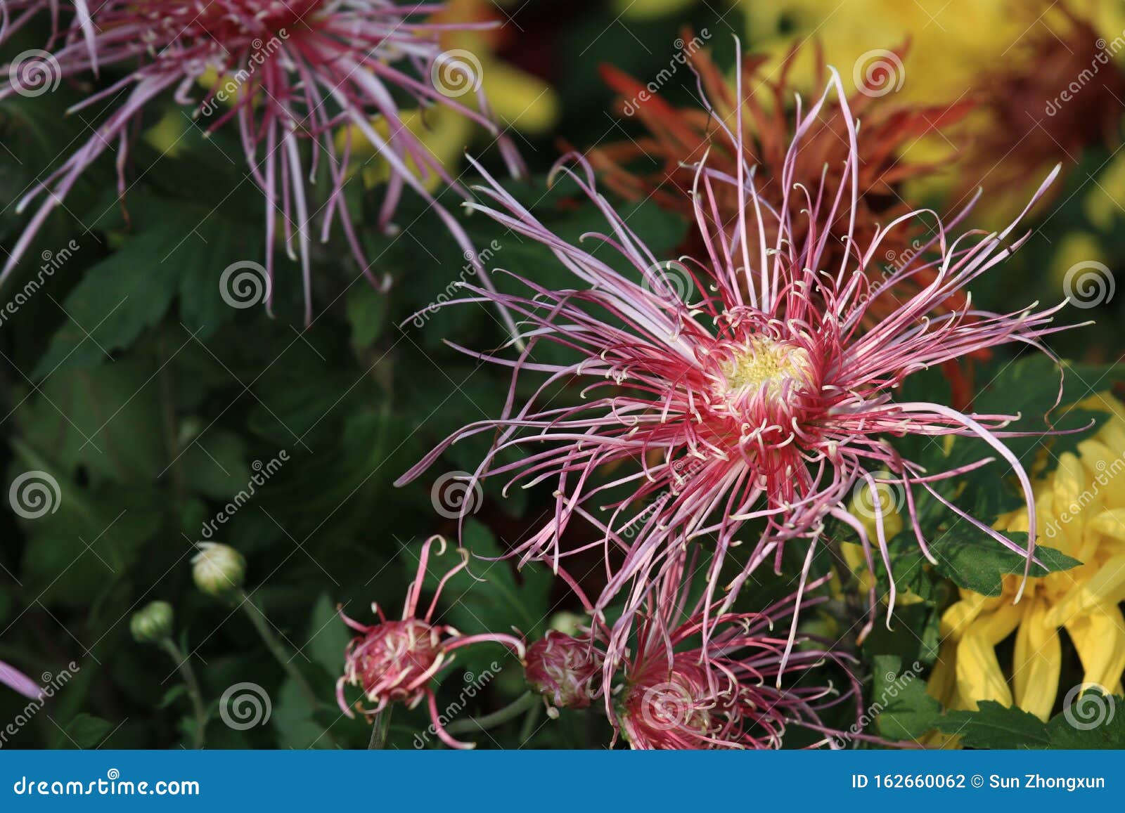 Chrysanthemumi Contradendranthema Morifoliumi Contraente Ramat I Tzvel I Foto De Stock Imagem De Auspiciosidade Costume