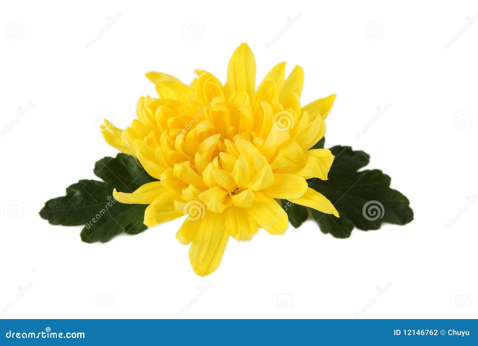 Chrysanthemum stock photo. Image of blossom, valentine 12146762