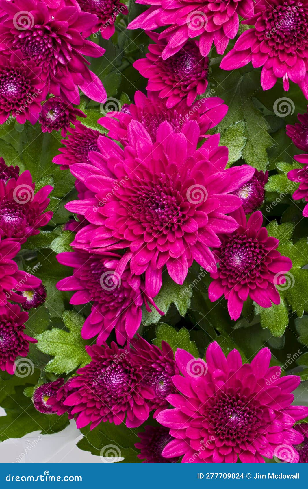 lovely red chrysanthemum also known as the hardy mum