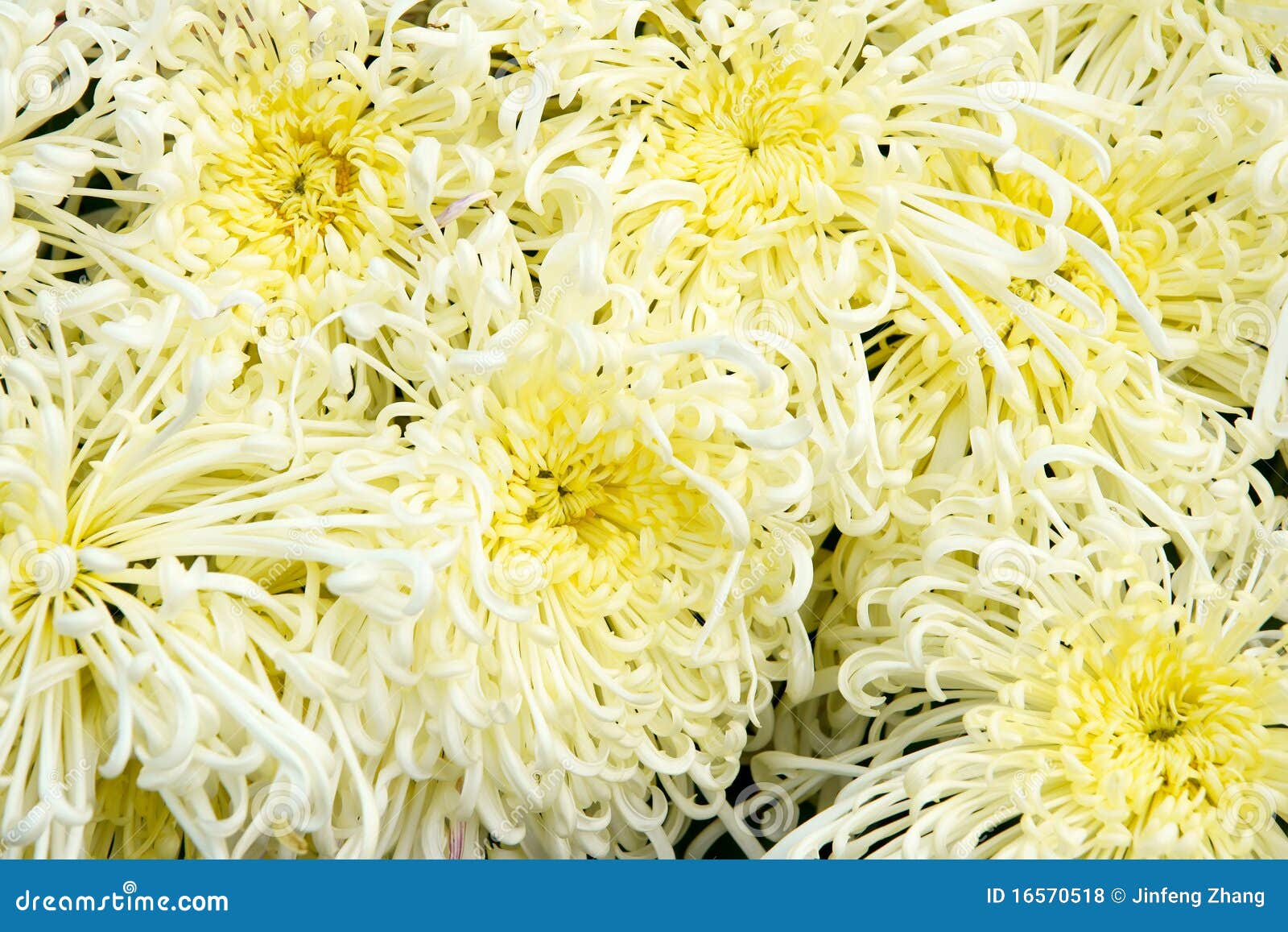 Chrysanthemum background stock photo. Image of blossom 16570518