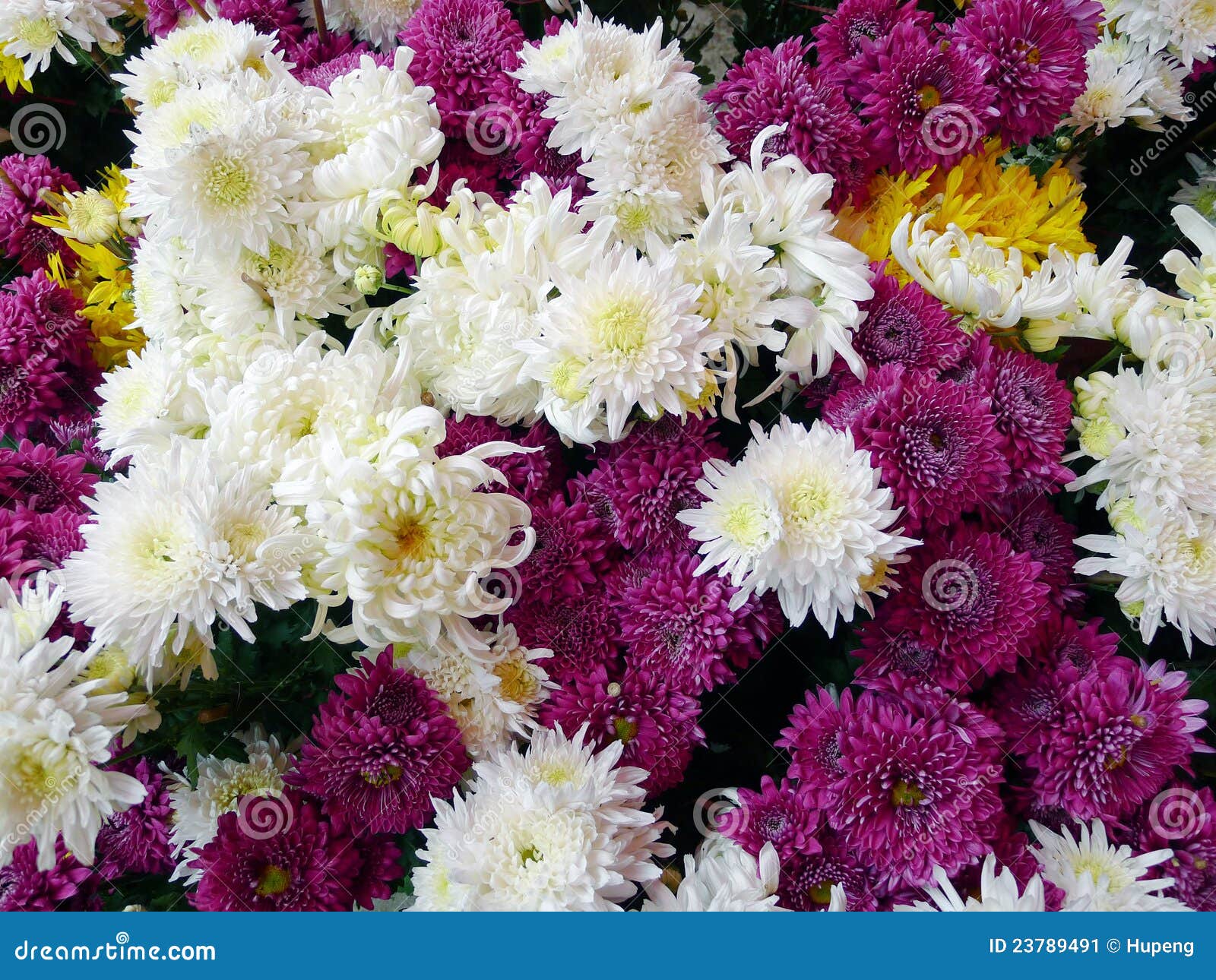 Chrysanthemum background. stock image. Image of daisies 23789491