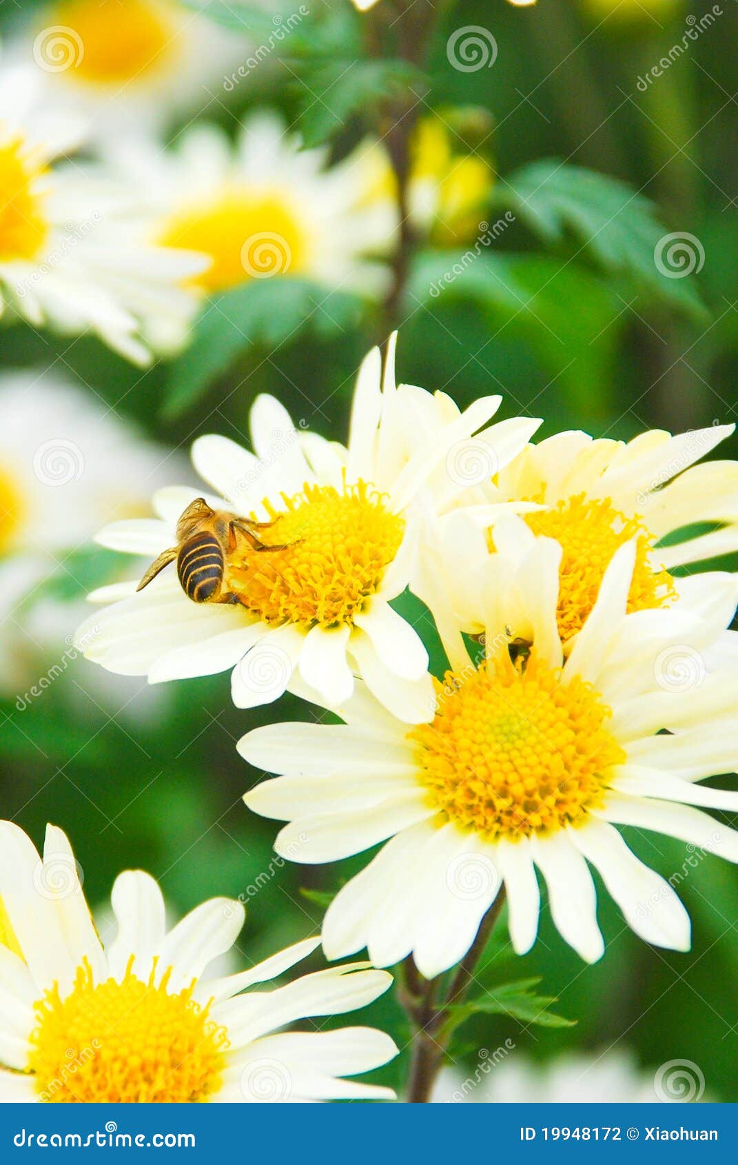 Chrysanthemum and bee stock photo. Image of pink, busy 19948172