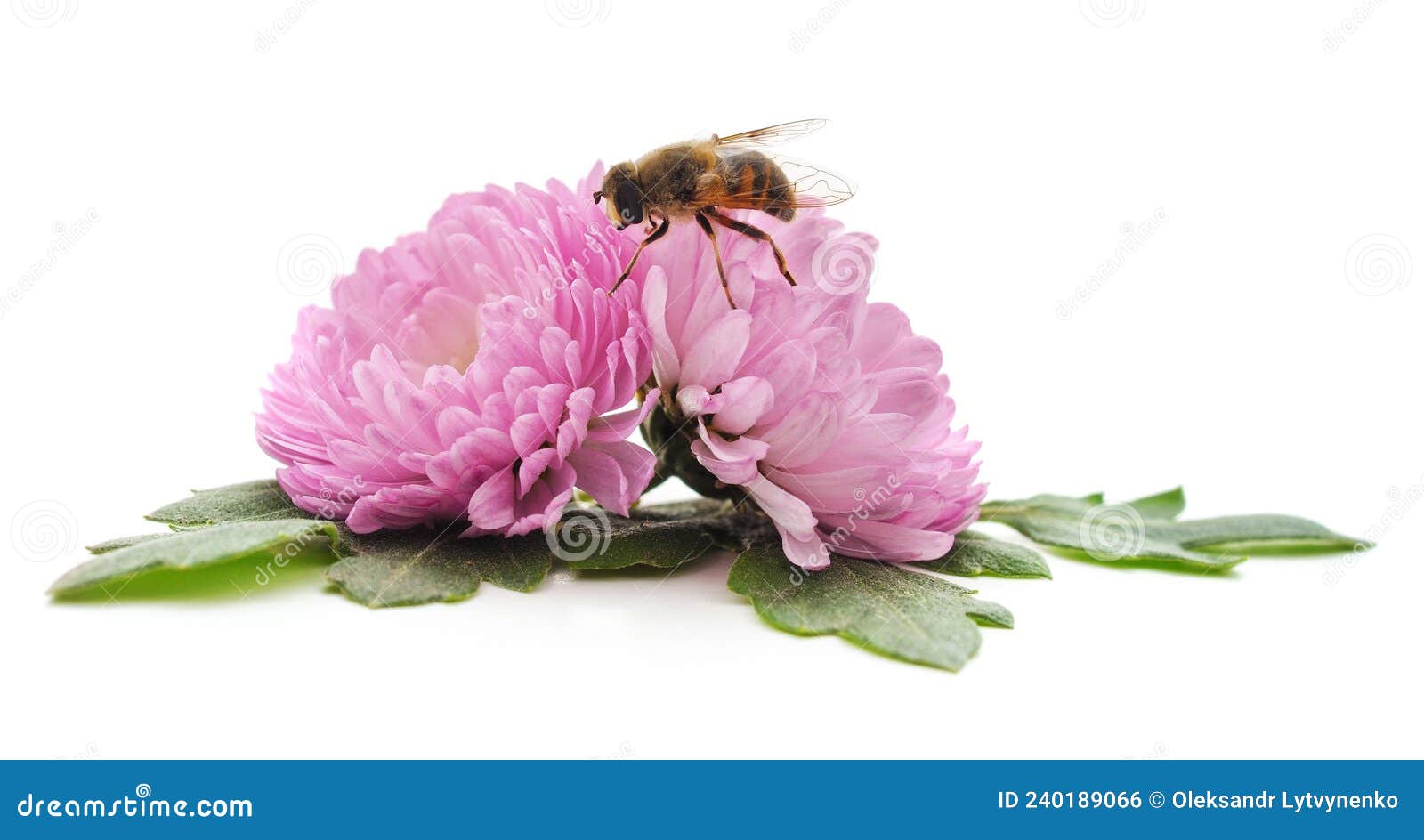 Chrysanthemum and bee stock photo. Image of flower, purple 240189066