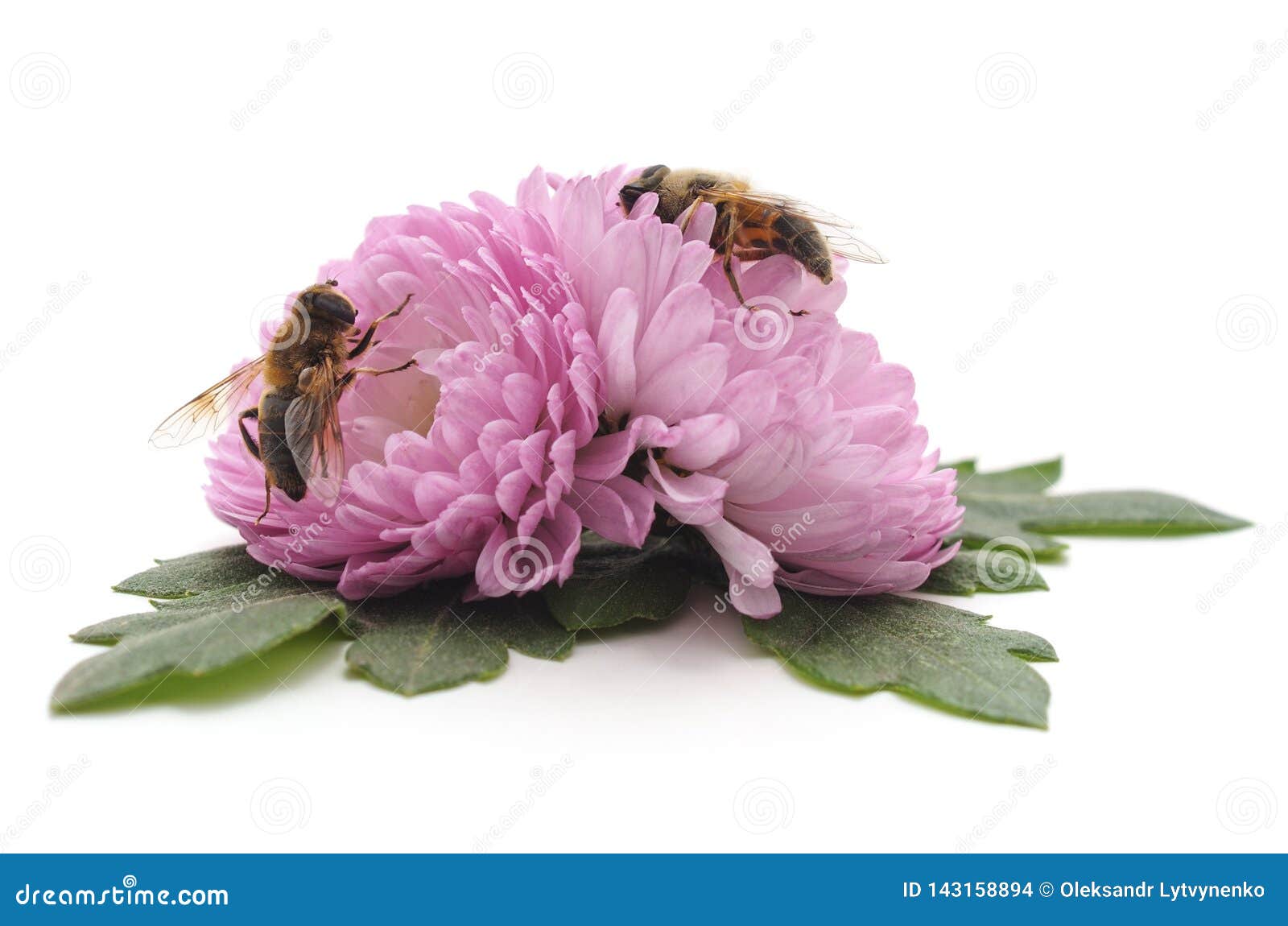 Chrysanthemum and bee stock photo. Image of gathering 143158894