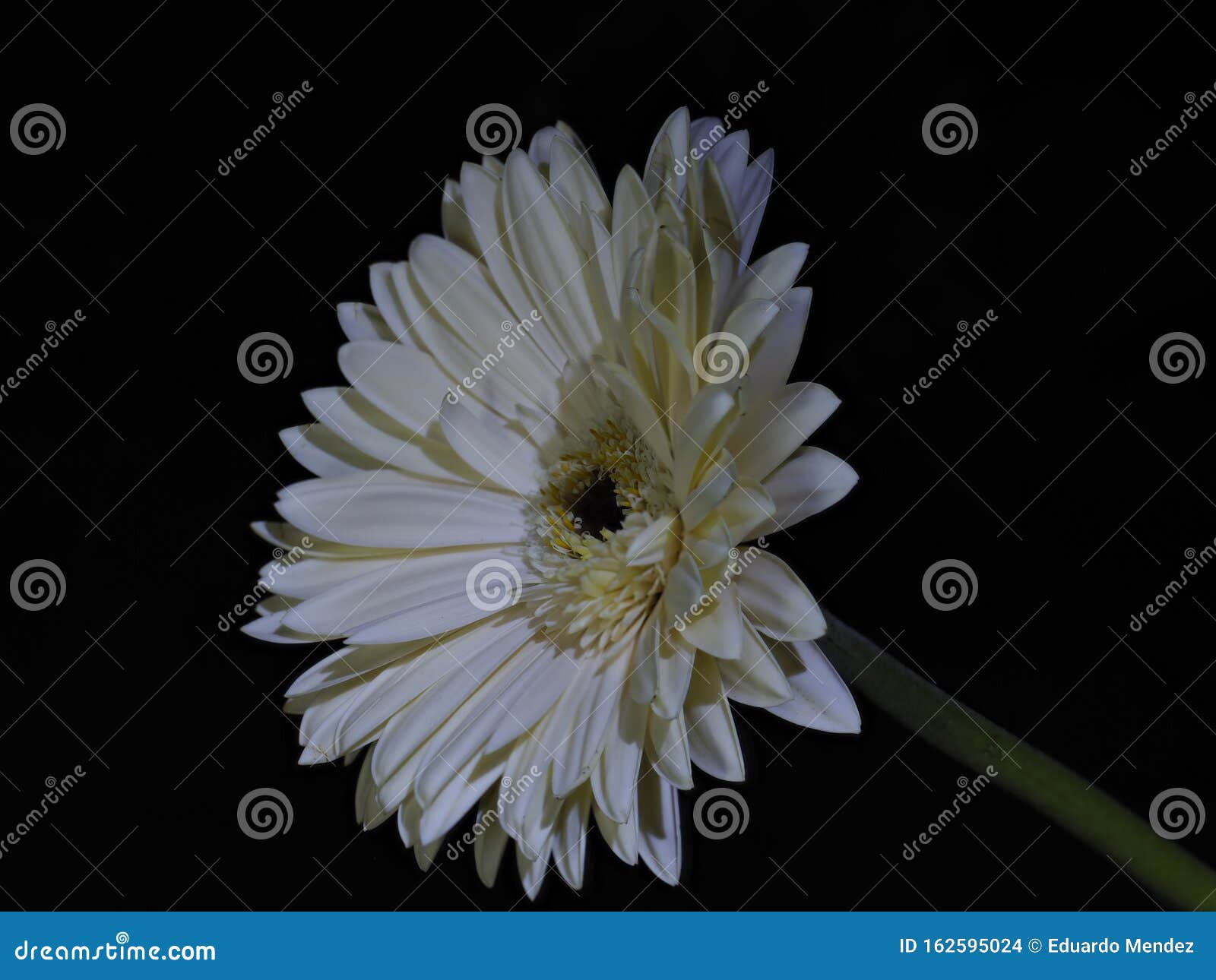 chrysanthemum on black background