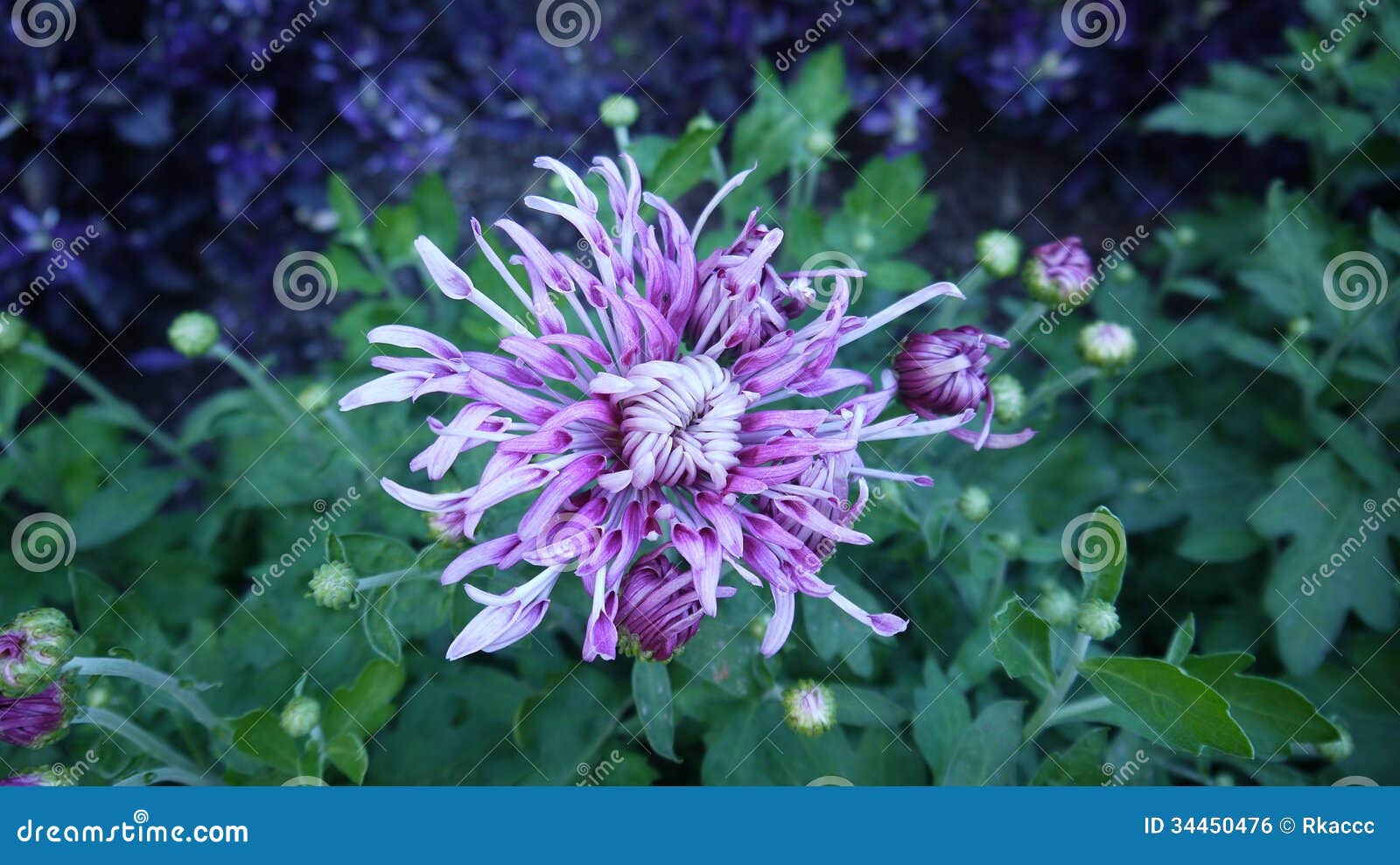 Chrysanthemum Bloom stock photo. Image of flower, nature 34450476