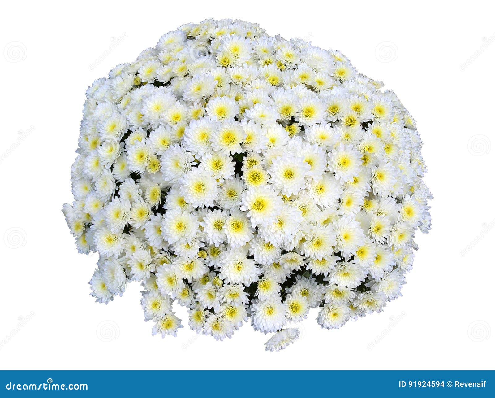 chrysanthemum bouquet 