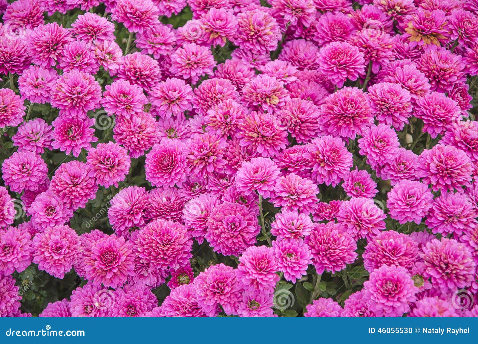 Chrysanthemum stock photo. Image of ethereal, choice - 46055530