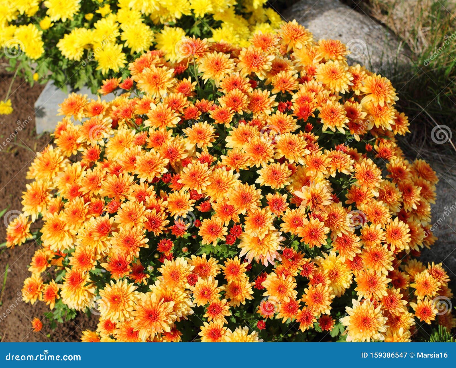 Chrysanthemum Bush stock image. Image of chrysanthemums 159386547