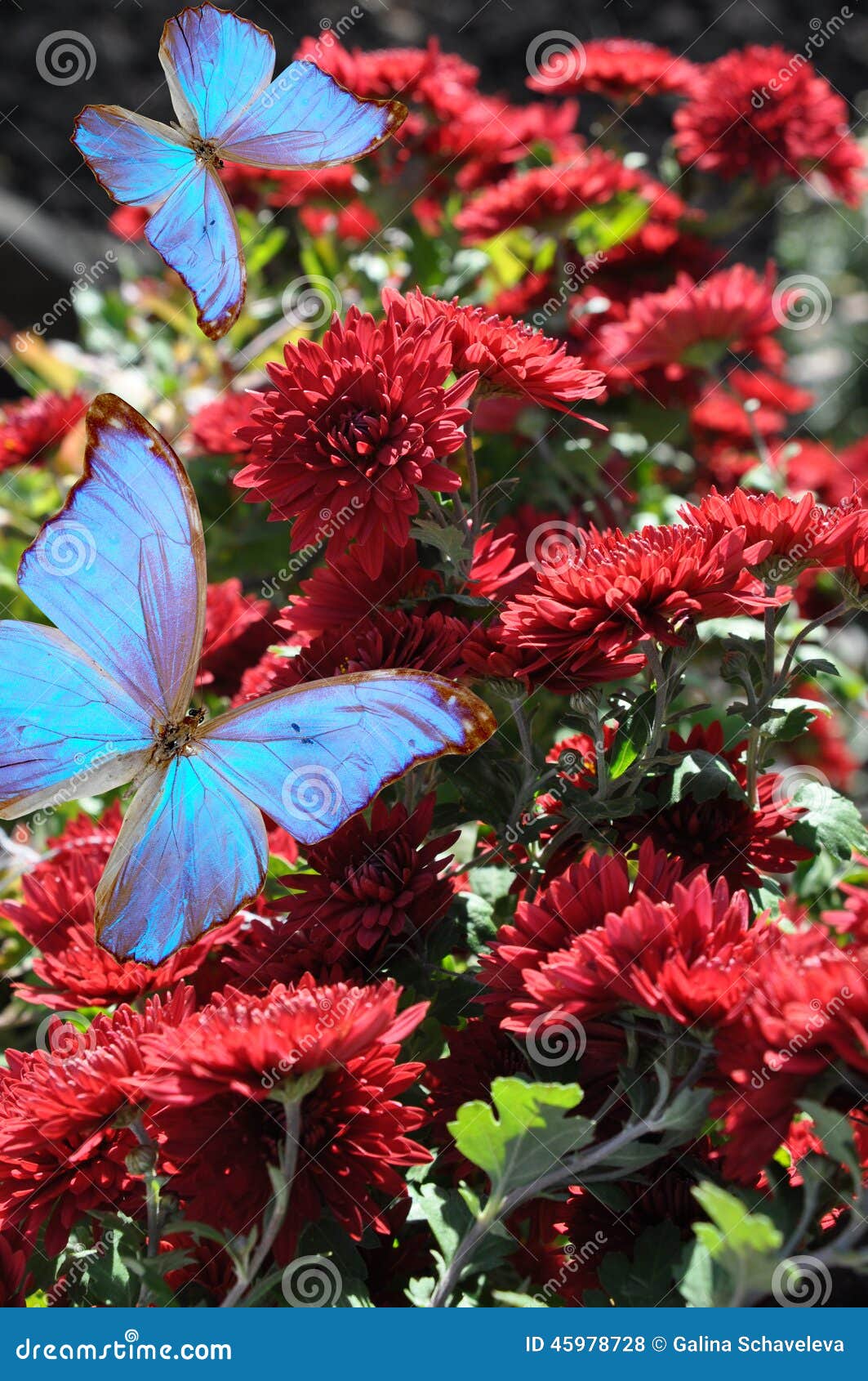 Chrysanthemum with Butterfly Stock Photo Image of paint, flora 45978728