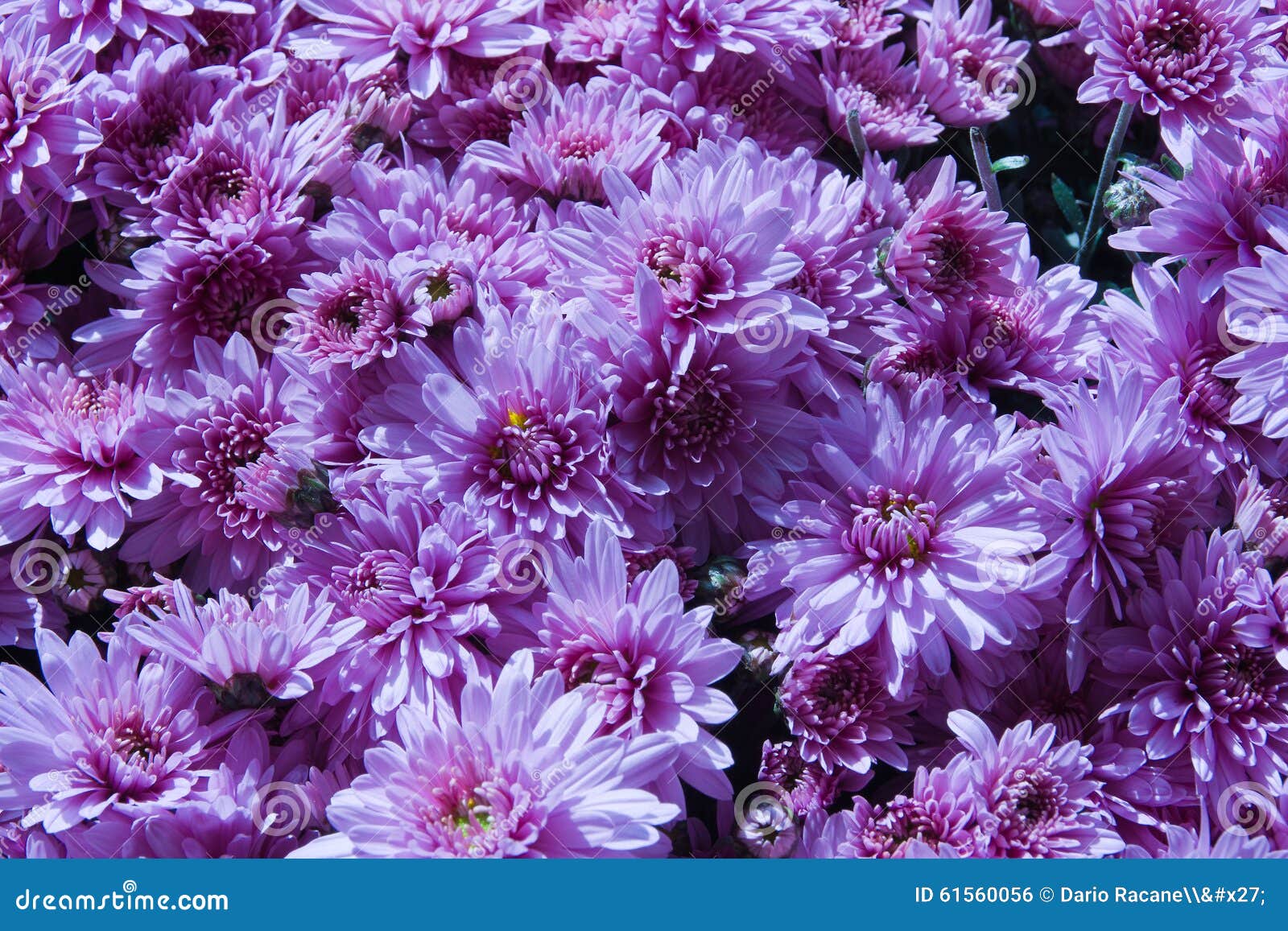 Chrysanthemum button stock photo. Image of closeup, beauty 61560056
