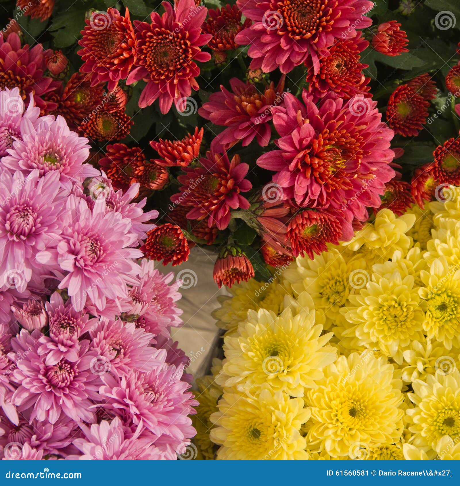 Chrysanthemum button stock image. Image of greetings 61560581