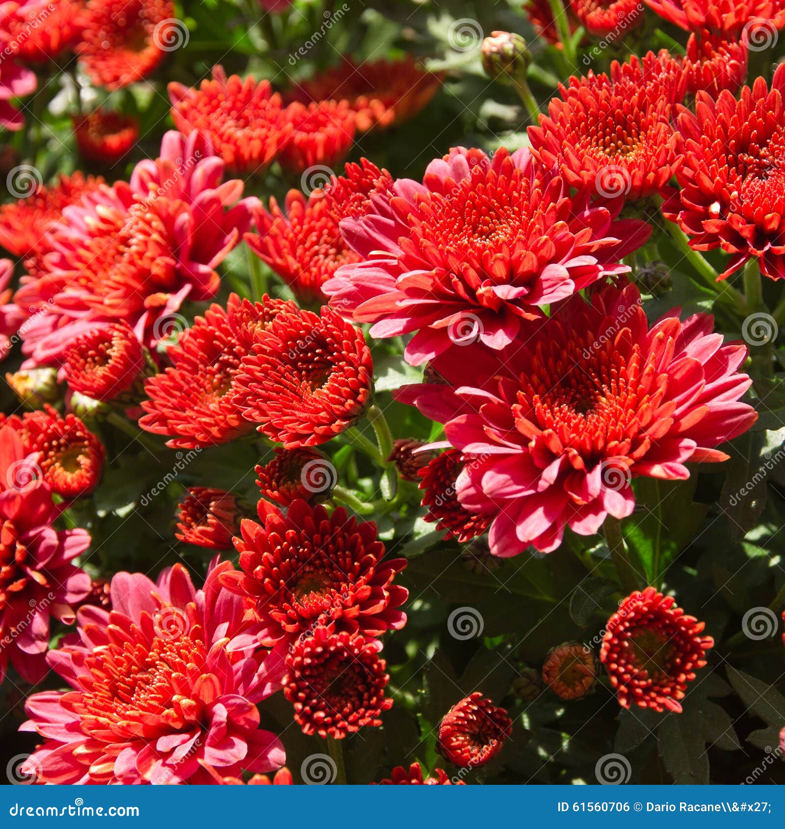 Chrysanthemum button stock photo. Image of grow, button 61560706