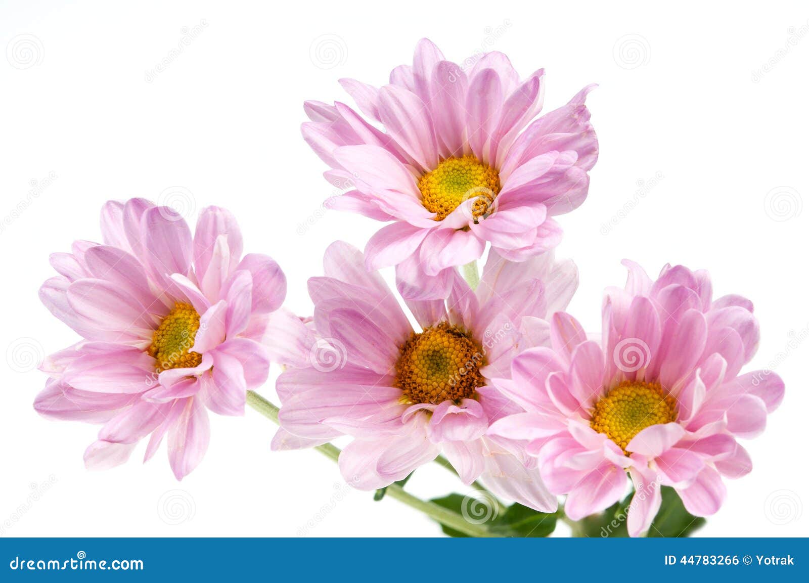 Chrysanthemum daisy stock photo. Image of center, pretty 44783266