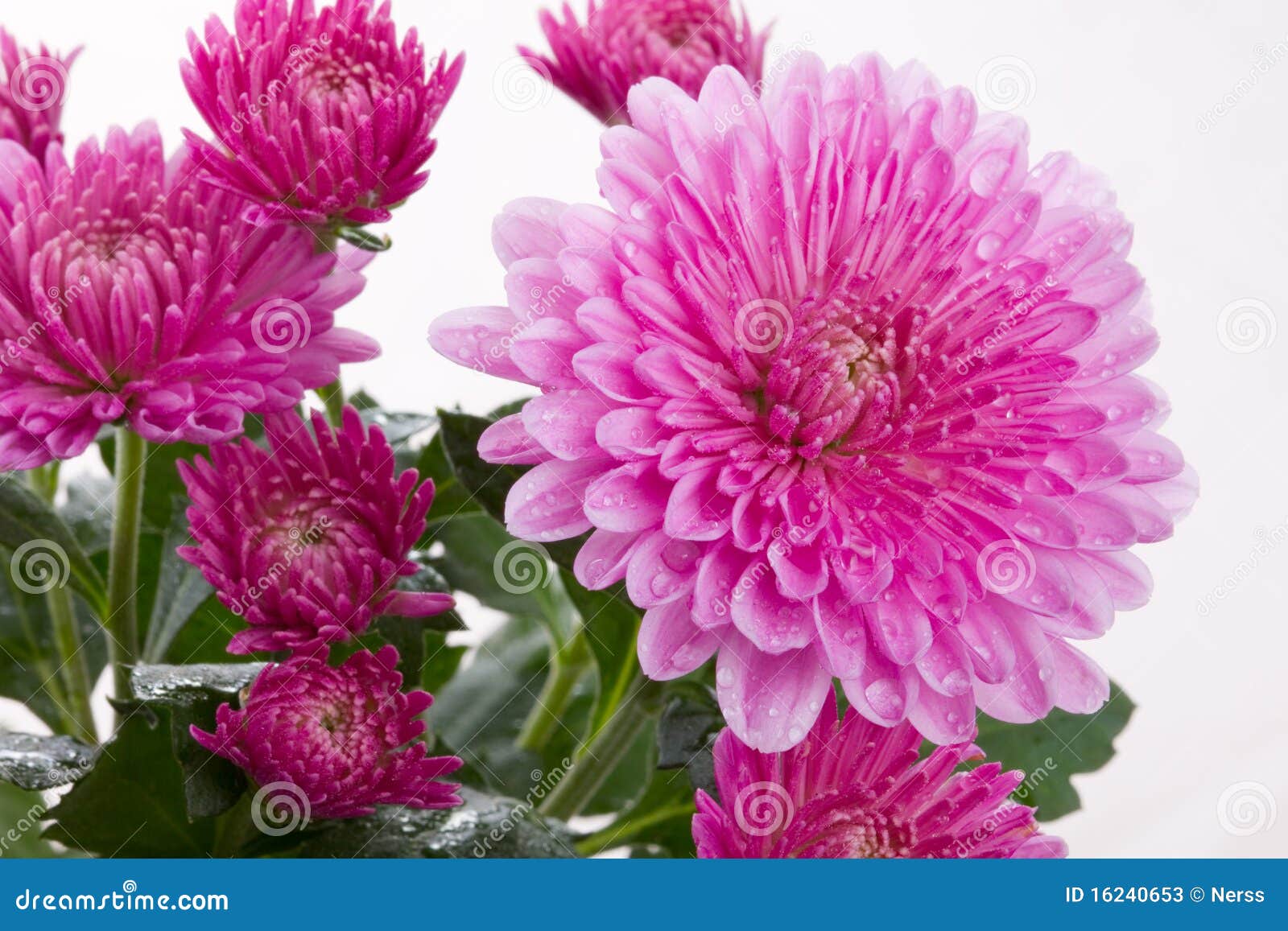 Chrysanthemum flower stock image. Image of colorful, bloom 16240653